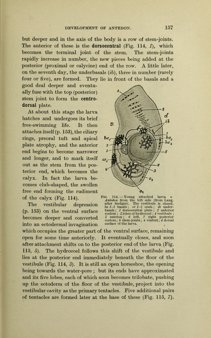 but deeper and in the axis of the body is a row of stem-joints. The anterior of these is the dorsocentral (Fig. 114, 1), which becomes the terminal joint of the stem. The stem-joints rapidly increase in number, the new pieces being added at the posterior (proximal or calycine) end of the row. A little later, on the seventh day, the underbasals {ib), three in number (rarely four or five), are formed. They lie in front of the basals and a good deal deeper and eventu- ally fuse with the top (posterior) stem joint to form the centro- dorsal plate. At about this stage the larva hatches and undergoes its brief free-swimming life. It then attaches itself (p. 153), the ciliary rings, preoral tuft and apical plate atrophy, and the anterior end begins to become narrower and longer, and to mark itself out as the stem from the pos- terior end, which becomes the calyx. In fact the larva be- comes club-shaped, the swollen free end forming the rudiment of the calyx (Fig. 114). The vestibular depression (p. 153) on the ventral surface becomes deeper and converted into an ectodermal invagination which occupies the greater part of the ventral surface, remaining open for some time anteriorly. It eventually closes, and soon after attachment shifts on to the posterior end of the larva (Fig. 115, 5). The hydrocoel follows this shift of the vestibule and lies at the posterior end immediately beneath the floor of the vestibule (Fig. 114, 3). It is still an open horseshoe, the opening being towards the water-pore ; but its ends have approximated and its five lobes, each of which soon becomes trilobate, pushing up the ectoderm of the floor of the vestibule, project into the vestibular cavity as the primary tentacles. Five additional pairs of tentacles are formed later at the base of these (Fig. 115, 7). Fm. 114.— Young attached larva o Antedon from the left side (from Lang, after Seeliger). The vestibule is closed. ba 1-3 basals ; or 1-3 orals ; ib under- basals ; 1 dorsocentral plate ; 2 anterior coeiom ; 3 iobes of hydrocoel; 4 vestibule ; 5 enteron; 8 left. 7 right posterior coelom; S stem-joints; v ventral; d dorsal surface of the larva.