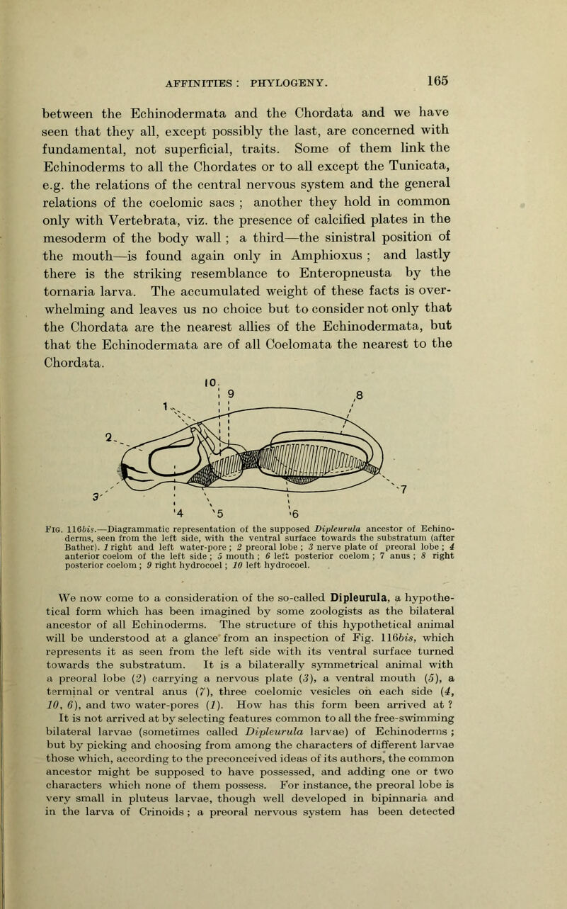 AFFINITIES : PHYLOGENY. between the Echinodermata and the Chordata and we have seen that they all, except possibly the last, are concerned with fundamental, not superficial, traits. Some of them link the Echinoderms to all the Chordates or to all except the Tunicata, e.g. the relations of the central nervous system and the general relations of the coelomic sacs ; another they hold in common only with Vertebrata, viz. the presence of calcified plates in the mesoderm of the body wall ; a third—the sinistral position of the mouth—is found again only in Amphioxus ; and lastly there is the striking resemblance to Enteropneusta by the tornaria larva. The accumulated weight of these facts is over- whelming and leaves us no choice but to consider not only that the Chordata are the nearest allies of the Echinodermata, but that the Echinodermata are of all Coelomata the nearest to the Chordata. Fiq. 1166is.—Diagrammatic representation of the supposed Dipleurula ancestor of Echino- derras, seen from the left side, with the ventral surface towards the substratum (after Bather). 1 right and left water-pore ; 2 preoral lobe ; 3 nerve plate of preoral lobe ; 4 anterior coelom of the left side; 5 mouth ; 6 left posterior coelom ; 7 anus ; 8 right posterior coelom ; 9 right hydrocoel; 10 left hydrocoel. VVe now come to a consideration of the so-called Dipleurula, a hypothe- tical form which has been imagined by some zoologists as the bilateral ancestor of all Echinoderms. The structure of this hypothetical animal will be understood at a glance from an inspection of Fig. 1166fs, which represents it as seen from the left side with its ventral surface turned towards the substratum. It is a bilaterally symmetrical animal with a preoral lobe (2) carrying a nervous plate (3), a ventral mouth (5), a terminal or ventral anus (7), three coelomic vesicles on each side (4, 10, 6), and two water-pores {1). How has this form been arrived at ? It is not arrived at by selecting features common to all the free-swimming bilateral larvae (sometimes called Dipleurula larvae) of Echinoderms ; but by picking and choosing from among the characters of different larvae those which, according to the preconceived ideas of its authors, the common ancestor might be supposed to have possessed, and adding one or two characters which none of them possess. For instance, the preoral lobe is very small in pluteus larvae, though well developed in bipinnaria and in the larva of Crinoids ; a preoral nervous system has been detected