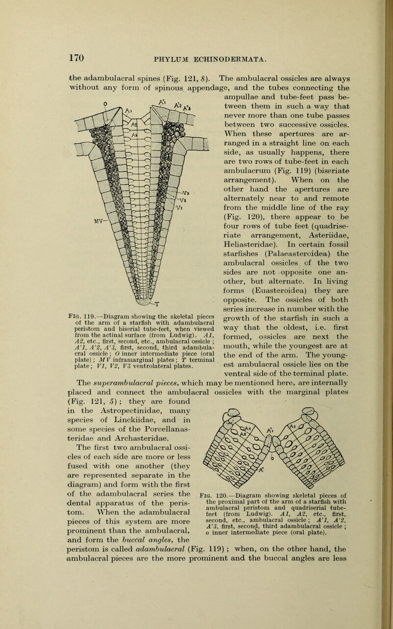 the adambulacral spines (Fig. 121, 8). The ambulacral ossicles are always without any form of spinous appendage, and the tubes connecting the ampullae and tube-feet pass be- tween them in such a way that never more than one tube passes between two successive ossicles. When these apertures are ar- ranged in a straight line on each side, as usually happens, there are two rows of tube-feet in each ambulacrum (Fig. 119) (biseriate arrangement). When on the other hand the apertures are alternately near to and remote from the middle line of the ray (Fig. 120), there appear to be four rows of tube feet (quadrise- riate arrangement, Asteriidae, Heliasteridae). In certain fossil starfishes (Palaeasteroidea) the ambulacral ossicles of the two sides are not opposite one an- other, but alternate. In living forms (Euasteroidea) they are opposite. The ossicles of both series increase in number with the snowing tne SKeietai pieces growth of the starfish in such a of the arm of a starfish with adambulacral ^ ^ i i ^ peristom and biserial tube-feet, when viewed way that the oldest, i.e. first from the actinal surface (from Ludwig). Al, formed, ossicles are next the A2, etc., fii’st, second, etc., ambulacral ossicle ; i -i .li ^ A'l, A'2, A'3, first, second, third adambula- mouth, while the youngest are at cral ossicle; 0 inner intermediate piece (oral the end of the arm. The young- plate); il/F infraniarginal plates; T terminal , , , , . ■ i- ,i plate; F7, V2, P5 ventrolateral plates. ®st ambulacral ossicle lies on the ventral side of the terminal plate. The superamhulacral pieces, which may be mentioned here, are internally placed and connect the ambulacral ossicles with the marginal plates (Fig. 121, 5) ; they are found in the Astropectinidae, many species of Linckiidae, and in some species of the Porcellanas- teridae and Archasteridae. The first two ambulacral ossi- cles of each side are more or less fused with one another (they are represented separate in the diagram) and form with the first of the adambulacral series the dental apparatus of the peris- tom. Wlien the adambulacral pieces of this system are more prominent than the ambulacral, and form the buccal angles, the peristom is called adambulacral (Fig. 119) ; when, on the other hand, the ambulacral pieces are the more prominent and the buccal angles are less Fiq. 120.—Diagram showing skeletal pieces of the proximal part of the arm of a starfish with ambulacral peristom and quadriserial tube- feet (from Ludwig). Al, A2, etc., first, second, etc., ambulacral ossicle; A'l, A'2, A'3, first, second, third adambniacral ossicle ; 0 inner intermediate piece (oral plate).