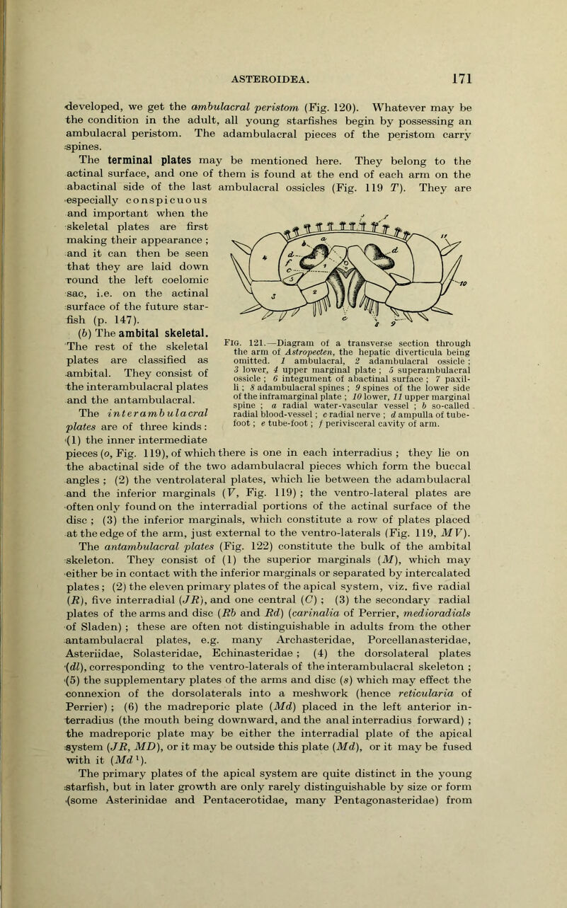 ■developed, we get the ambulacral peristom (Fig. 120). Whatever may be the condition in the adult, all young starfishes begin by possessing an ambulacral peristom. The adambulacral pieces of the peristom carry :spines. The terminal plates may be mentioned here. They belong to the actinal surface, and one of them is found at the end of each arm on the abactinal side of the last ambulacral ossicles (Fig. 119 T). They are ■especially conspicuous and important when the skeletal plates are first making their appearance; and it can then be seen that they are laid down round the left coelomic sac, i.e. on the actinal surface of the future star- fish (p. 147). (6) The ambital skeletal. The rest of the skeletal plates are classified as ambital. They consist of the interambulacral plates and the antambulacral. The interambulacral plates are of tliree kinds: ■(1) the inner intermediate pieces (o. Fig. 119), of which there is one in each interradius ; they lie on the abactinal side of the two adambulacral pieces which form the buccal angles ; (2) the ventrolateral plates, which lie between the adambulacral and the inferior marginals (F, Fig. 119) ; the ventro-lateral plates are ■often only foimd on the interradial portions of the actinal surface of the disc ; (3) the inferior marginals, which constitute a row of plates placed at the edge of the arm, just external to the ventro-laterals (Fig. 119, MV). The antambulacral plates (Fig. 122) constitute the bulk of the ambital skeleton. They consist of (1) the superior marginals (M), which may either be in contact with the inferior marginals or separated by intercalated plates; (2) the eleven primary plates of the apical system, viz. five radial (R), five interradial (JR), and one central (C) ; (3) the secondary radial plates of the arms and disc (Rb and Rd) (carinalia of Perrier, medioradials of Sladen) ; these are often not distinguishable in adults from the other antambulacral plates, e.g. many Archasteridae, Porcellanasteridae, Asteriidae, Solasteridae, Echinasteridae ; (4) the dorsolateral plates (dl), corresponding to the ventro-laterals of the interambulacral skeleton ; (5) the supplementary plates of the arms and disc (s) which may effect the connexion of the dorsolaterals into a meshwork (hence reticularia of Perrier) ; (6) the madreporic plate (Md) placed in the left anterior in- terradius (the mouth being downward, and the anal interradius forward) ; the madreporic plate may be either the interradial plate of the apical ■system (JR, MD), or it may be outside this plate (Md), or it may be fused with it (Md'). The primary plates of the apical system are quite distinct in the young starfish, but in later growth are only rarely distinguishable by size or form ■(some Asterinidae and Pentacerotidae, many Pentagonasteridae) from Fig. 121.—Diagram of a transverse section through the arm of Astropecten, the hepatic diverticula being omitted. 1 ambulacral, 2 adambulacral ossicle : 3 lower, 4 upper marginal plate; 5 superambulacral ossicle ; 6 integument of abactinal surface ; 7 paxil- li; 8 adambulacral spines ; 9 spines of the lower side of the inframarginal plate ; 10 lower, 11 upper marginal spine ; a radial water-vascular vessel ; b so-called radial blood-vessel; c radial nerve ; d ampulla of tube- foot ; e tube-foot; / perivisceral cavity of arm.