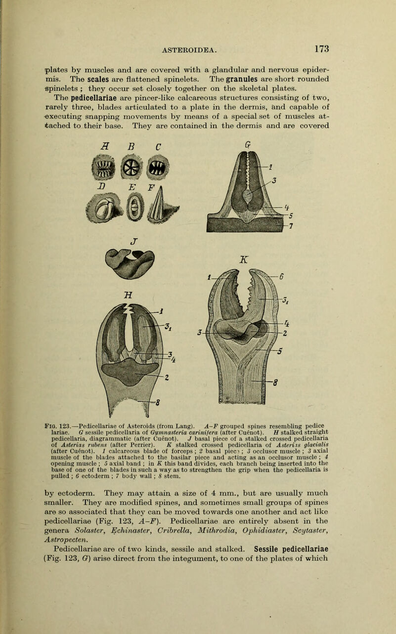 plates by muscles and are covered with a glandular and nervous epider- mis. The scales are flattened spinelets. The granules are short rounded spinelets ; they occur set closely together on the skeletal plates. The pedicellariae are pincer-like calcareous structures consisting of two, rarely three, blades articulated to a plate in the dermis, and capable of •executing snapping movements by means of a special set of muscles at- tached to their base. They are contained in the dermis and are covered Fio. 123.—Pedicellariae of Asteroids (from Lang). A-F grouped spines resembling pedice lariae. O sessile pedicellaria of GymnasUria carinifera (after Cu6not). H stalked straight pedicellaria, diagrammatic (after Cu^not). J basal piece of a stalked crossed pedicellaria of Asterias rubens (after Perrier). K stalked crossed pedicellaria of Asteriis glacialis (after Cudnot). 1 calcareous blade of forceps ; 2 basal piec3 ; 3 occlusor muscle ; 3 axial muscle of the blades attached to the basilar piece and acting as an occlusor muscle; i opening muscle ; 5 axial band ; in K this band divides, each branch being inserted into the base of one of the blades in such a way as to strengthen the grip when the pedicellaria is pulled ; 6 ectoderm ; 7 body wall; 3 stem. by ectoderm. They may attain a size of 4 mm., but are usually much smaller. They are modified spines, and sometimes small groups of spines are so associated that they can be moved towards one another and act like pedicellariae (Fig. 123, A-J^). Pedicellariae are entirely absent in the genera Solaster, Echinaster, Cribrella, Mithrodia, Ophidiaster, Scytaster, Astropecten. Pedicellariae are of two kinds, sessile and stalked. Sessile pedicellariae (Fig. 123, O) arise direct from the integument, to one of the plates of which