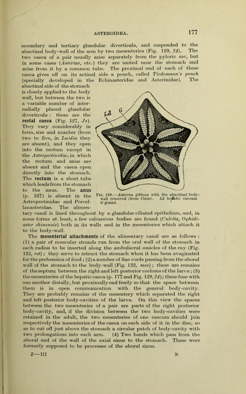 secondary and tertiary glandular diverticula, and suspended to the abactinal body-wall of the arm by two mesenteries (Fig. 129, 24). The two caeca of a pair usually arise separately from the pyloric sac, but in some cases (Asterias, etc.) they are united near the stomach and arise from it by a common tube. The proximal end of each of these caeca gives off on its actinal side a pouch, called Tiedemann’s pouch (specially developed in the Echinasteridae and Asterinidae). Tlie abactinal side of the stomach is closely applied to the body wall, but between the two is a variable number of inter- radially placed glandular diverticula : these are the rectal caeca (Fig. 127, Js). They vary considerably in form, size and number (from two to five, in Luidia they are absent), and they open into the rectum except in the Astropectinidae, in which the rectum and anus are absent and the caeca open directly into the stomach. The rectum is a short tube which leads from the stomach to the anus. The anus (p. 167) is absent in the Astropectinidae and Porcel- lanasteridae. The alimen- tary canal is lined throughout by a glandular ciliated epithelium, and, in some forms at least, a few calcareous bodies are foimd (Culcita, Ophidi- aster chinensis) both in its walls and in the mesenteries which attach it to the body-wall. The mesenterial attachments of the alimentary canal are as follows : (1) a pair of muscular strands run from the oral wall of the stomach in each radius to be inserted along the ambulacral ossicles of the ray (Fig. 132, ret) ; they serve to retract the stomach when it has been evaginated for the prehension of food ; (2) a number of fine cords passing from the aboral wall of the stomach to the body-wall (Fig. 132, mes) ; these are remains of the septum between the right and left posterior coeloms of the larva ; (3) the mesenteries of the hepatic caeca (p. 177 and Fig. 129,24); these fuse with one another distally, but proximally end freely so that the space between them is in open communication with the general body-cavity. They are probably remains of the mesentery which separated the right and left posterior body-cavities of the larva. On this view the spaces between the two mesenteries of a pair are parts of the right posterior body-cavity, and, if the division between the two body-cavities were retained in the adult, the two mesenteries of one caecum should join respectively the mesenteries of the caeca on each side of it in the disc, so as to cut off just above the stomach a circular patch of body-cavity with two prolongations into each arm. (4) Two bands which pass from the aboral end of the wall of the axial sinus to the stomach. These were formerly supposed to be processes of the aboral sinus. Z—III N