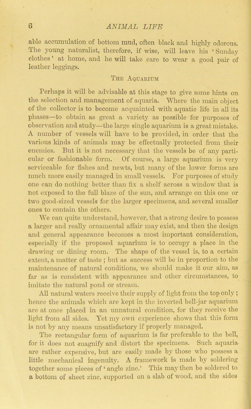 able accumiilation of bottom mud, often black and higlily odorous. The yomig natiTralist, therefore, if wise, wiU leave liis ‘ Sunday clothes ’ at home, and he will take care to wear a good pan of leather leggings. The Aquarium Perhaps it will be advisable at this stage to give some hints on the selection and management of aquaiia. Where the main object of the collector is to become acquainted with aquatic life in all its phases—to obtain as gi’cat a variety as possible for purposes of observation and study—the large single aquarium is a great mistake. A number of vessels will have to be provided, in order that the various kinds of animals may bo effectually protected from their enemies. But it is not necessary that the vessels be of any parti- cular or fashionable form. Of course, a large aquarium is very serviceable for fishes and newts, but many of the lower forms are much more easily managed in small vessels. For purposes of study one can do nothing better than fix a shelf across a window that is not exposed to the full blaze of the sun, and arrange on this one or two good-sized vessels for the larger specimens, and several smaller ones to contain the others. We can quite understand, however, that a strong desire to possess a larger and really ornamental affair may exist, and then the design and general appearance becomes a most important consideration, especially if the proposed aquarhun is to occupy a place in the drawing or dining room. The shape of the vessel is, to a certain extent, a matter of taste ; but as success will be in proportion to the maintenance of natural conditions, we should make it our aim, as far as is consistent with appearance and other circiunstances, to imitate the natural pond or stream. All natural waters receive their supply of light fi’om the top only ; hence the animals which are kept in the inverted bell-jar aquarium are at once placed in an unnatural condition, for they receive the light from all sides. Yet my owii experience shows that this form is not by any means imsatisfactory if properly managed. The rectangular form of aquarhun is far preferable to the bell, for it does not magnify and distort the specimens. Such aquaria are rather expensive, but are easily made by those who possess a little mechanical ingenuity. A framework is made by soldering together some pieces of ‘ angle zinc.’ This may then be soldered to a bottom of sheet zinc, supported on a slab of wood, and the sides