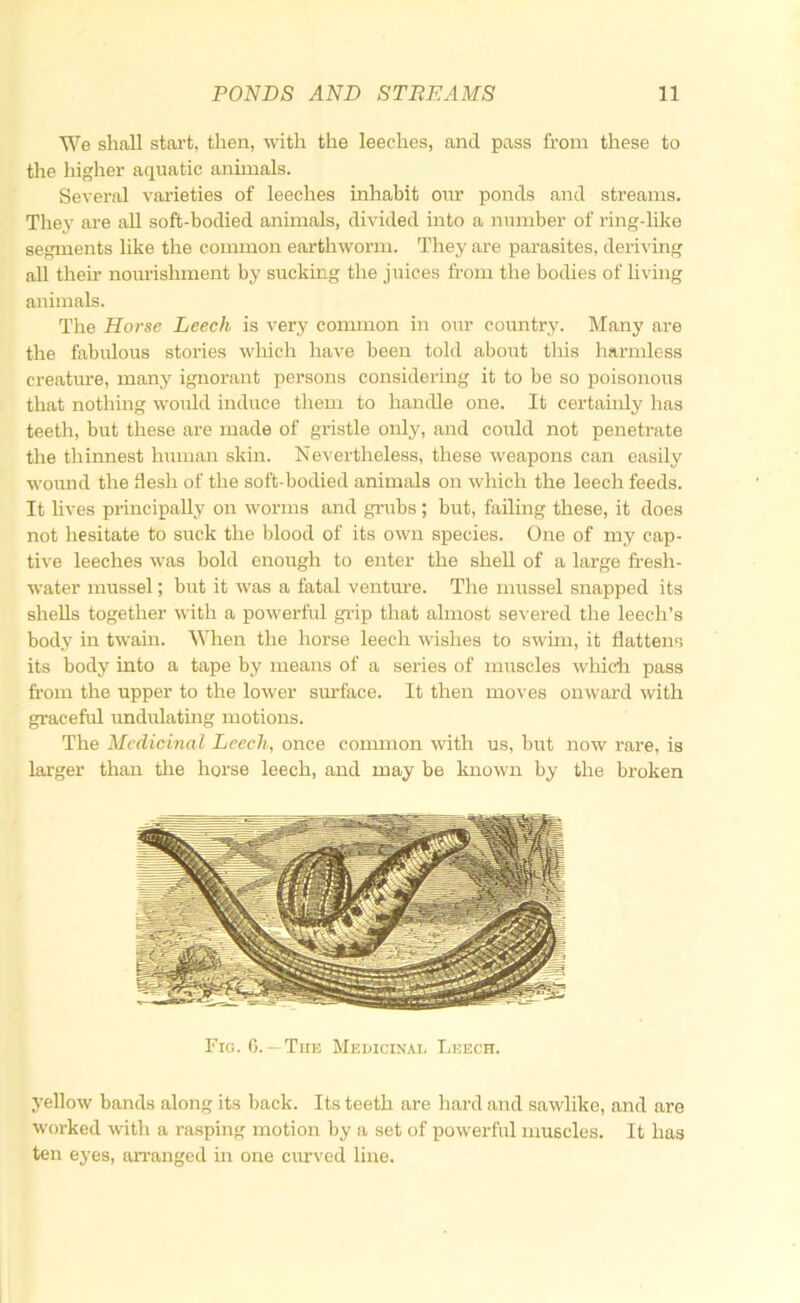 We shall start, then, with the leeches, and pass from these to the higher aquatic animals. Several varieties of leeches inhabit onr ponds and streams. Thej’ are all soft-bodied animals, divided into a number of ring-like segments like the common earthworm. They are parasites, deriving all their nourishment by sucking the juices from the bodies of living animals. The Horse Leech is very common in our country. Many are the fabulous stories which have been told about this harmless creature, many ignorant persons considering it to bo so poisonous that nothing would induce them to handle one. It certainly has teeth, but these are made of gristle only, and coidd not penetrate the thinnest human skin. Nevertheless, these weapons can easily wound the flesh of the soft-bodied animals on which the leech feeds. It lives principally on worms and grubs; but, failing these, it does not hesitate to suck the blood of its own species. One of my cap- tive leeches was bold enough to enter the shell of a large fresh- water mussel; but it was a fatal venture. The mussel snapped its shells together with a powerfid grip that almost severed the leech’s body in twain. When the horse leech wishes to swim, it flattens its body into a tape by means of a series of muscles which pass fi’om the upper to the lower surface. It then moves onward with gracefid undulating motions. The Medicinal Leech, once common with us, but now rare, is larger than the horse leech, and may be known by the broken Fig. 0. —The Medicinal Leech. yellow bands along its back. Its teeth are hard and sawlike, and are worked with a rasping motion by a set of powerful muscles. It has ten eyes, arranged in one curved line.