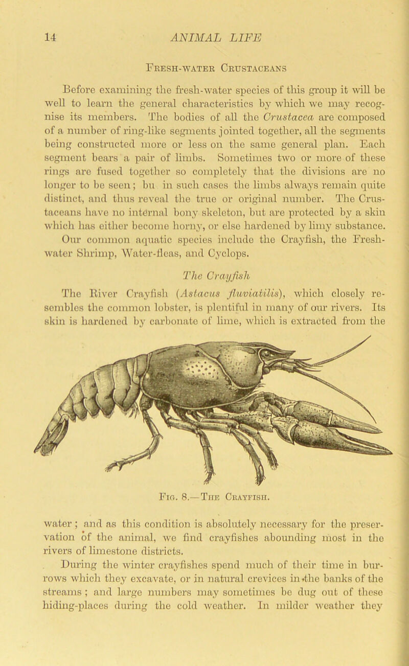 Fresh-water Crustaceans Before examining the fresh-water s^jecies of this group it will be well to learn the general characteristics by which we may recog- nise its members. The bodies of all the Crustacea are composed of a number of ring-like segments jointed together, all the segments being constructed more or less on the same general plan. Each segment bears a pair of limbs. Sometimes two or more of these rings are fused together so completely that the divisions are no longer to lie seen; bu in such cases the limbs always remain cpiite distinct, and thus reveal the true or original m;mber. The Crus- taceans have no internal bony skeleton, but are protected by a skin which has either become liorny, or else hardened by limy substance. Our common aejuatic species include the Crayfish, the Fresh- water Shrimp, Water-tleas, and Cj'clops. The Crayfish The Kiver Crayfish (Aslaciis fi,uviatilis), which closely re- sembles the common lobster, is plentiful in many of our rivers. Its skin is hardened by carbonate of lime, which is extracted fi'om the Fir.. 8.—The Crayfish. water; and as this condition is absolutely necessary for the preser- vation of the animal, we find crayfishes aboimding most in the rivers of limestone districts. During the winter crayfishes spend much of their time in bur- rows which they excavate, or in natural crevices in .the banks of the streams ; and large numbers may sometimes be dug out of these hiding-places during the cold weather. In milder weather they