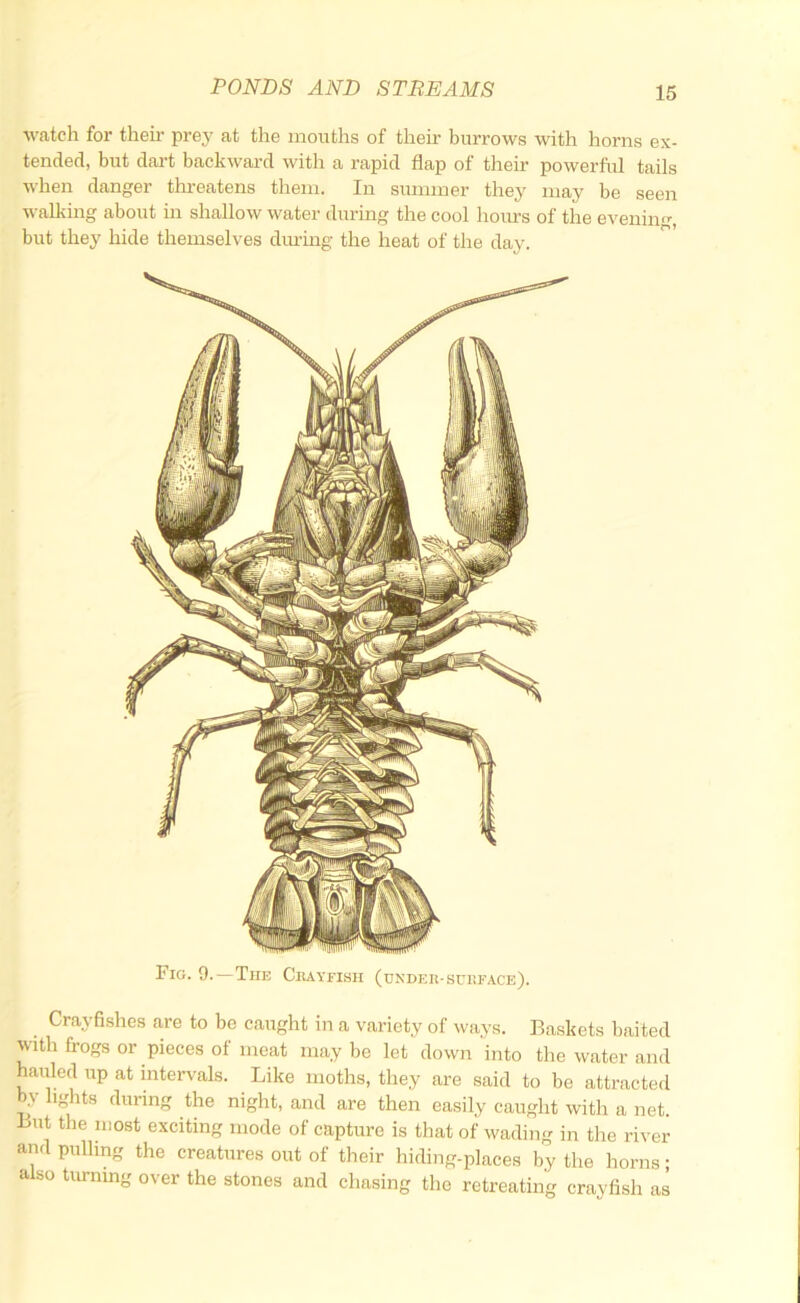 watch for their prey at the mouths of their burrows with horns ex- tended, but dai’t backward with a rapid flap of their powerful tails when danger threatens them. In summer they may be seen walking about in shallow water during the cool horn’s of the evenin''’ but they hide themselves dm-ing the heat of the day. Crayfishes are to be caught in a variety of ways. Baskets baited with frogs or pieces of meat maybe let down into the water and hauled up at intervals. Like moths, they are said to be attracted by lights during the night, and are then easily caught with a net. But the most exciting mode of capture is that of wading in the river and pulhng the creatures out of their hiding-places by the horns; also turning over the stones and chasing the retreating crayfish as Fig. 9.—The Chayfisii (under-sukface).