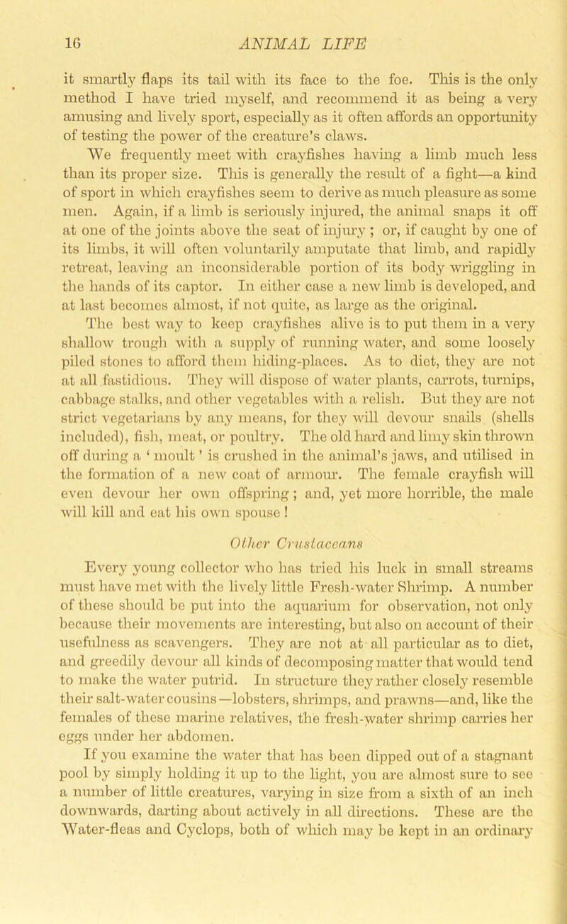 it smartl}' flaps its tail with its face to the foe. This is the only method I have tried myself, and recommend it as being a very amusing and lively sport, especially as it often affords an opportunity of testing the power of the creatiu’e’s claws. We frequently meet with crayfishes having a limb much less than its proper size. This is generally the result of a fight—a hind of sport in which crayfishes seem to deri^'e as much pleasiu’e as some men. Again, if a limb is seriously injiu’ed, the animal snaps it off at one of the joints above the seat of injury ; or, if caught by one of its limbs, it will often voluntarily amputate that limb, and rapidly retreat, leaving an inconsiderable portion of its body wriggling in the liands of its captor. In either case a new limb is developed, and at last becomes almost, if not quite, as large as the original. Tlio best way to keep crayfishes alive is to put them in a very shallow troiigli with a supply of running water, and some loosely piled stones to afford them hiding-places. As to diet, they are not at all fastidious. They will dispose of water plants, carrots, turnips, cabbage stalks, and other ^•egetables witli a relish. But they are not strict vegetarians by any means, for they will de\'our snails (shells included), fish, meat, or poultry. The old hai’d and limy skin thrown off during a ‘ moult ’ is crushed in the animal’s jaws, and utilised in the formation of a new coat of armoiu’. The female crayfish will even devour her own offspring; and, yet more horrible, the male will kill and oat his own spouse ! Other Criislaccans Every young collector who has tried his luck in small streams must have met with the lively little Fresh-water Shrimp. A number of these should be put into the aquarium for observation, not only because their movements are interesting, but also on account of their usefulness as scavengers. Tliey are not at all particular as to diet, and greedily devour all kinds of decomposing matter that would tend to make the water putrid. In structure they rather closely resemble their salt-water cousins —lobsters, shrimps, and prawns—and, like the females of these marine relatives, the fresh-water shrimp carries her eggs under her abdomen. If you examine the water that lias been dipped out of a stagnant pool by simply holding it up to the light, you are almost sure to see a number of little creatures, varying in size from a sixth of an inch downwards, darting about actively in aU directions. These are the Water-fleas and Cyclops, both of which may be kept in an ordinary