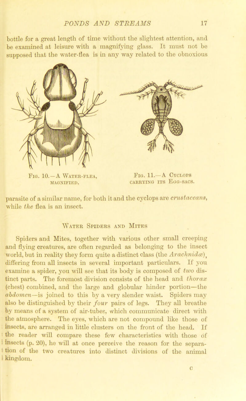 bottle for a great length of time without the slightest attention, and be examined at leisitre with a magnifying glass. It must not be supposed that the water-flea is in any way related to the obnoxious parasite of a similar name, for both it and the cyclops are crustaceans, while the flea is an insect. Spiders and Mites, together with various other small creeping and flying creatures, are often regarded as belonging to the insect world, but in reality they form quite a distmct class (the Arachnidcc) ^ differing from all insects in several important particrrlars. If you examine a spider, you will see that its body is composed of hvo dis- tinct parts. The foremost division consists of the head and thorax (chest) combined, and the large and globular hinder portion—the abdomen—is joined to this by a very slender waist. Spiders may also be distinguished bj^ their four pairs of legs. They aU breathe by means of a system of air-tubes, which commimicate direct with the atmosphere. The eyes, which are not compound like those of insects, are arranged in little clusters on the front of the head. If I the reader will compare these few characteristics with those of i insects (p. 20), he will at once perceive the reason for the separa- I tion of the two creatures into distinct divisions of the animal I kingdom. Fig. 10. —a Water-flea, MAGNIFIED. Fig. 11.—a Cyclops CARRYING ITS EgG-SACS. W.ATER Spiders and Mites c