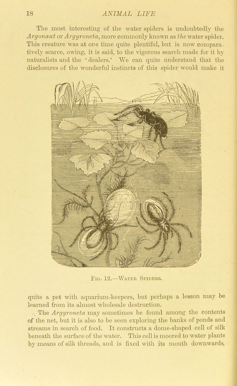 The most interesting of the water spiders is undoubtedly the Argonaiht or Argyroneta, more commonly known as the water spider. This creature was at one time quite plentifid, birt is now compara- tively scarce, owing, it is said, to the vigorous search made for it by natiu’alists and the ‘ dealers.’ We can quite r;nderstand that the disclosm’es of the w'onderM instincts of this spider would make it I'lCi. 12.—WatEK Sl’IDEBS. quite a pet with aquarium-keepers, but perhaps a lesson may be learned from its almost wholesale destruction. ■ , The .dj-yyroneta may sometimes be found among the contents of the net, but it is also to be seen exploring the banks of ponds and streams in search of food. It constructs a dome-shaped ceU of siUv beneath the sm’face of the water. This cell is moored to water plants by means of siUv tlrreads, and is fixed with its moiith downwards,