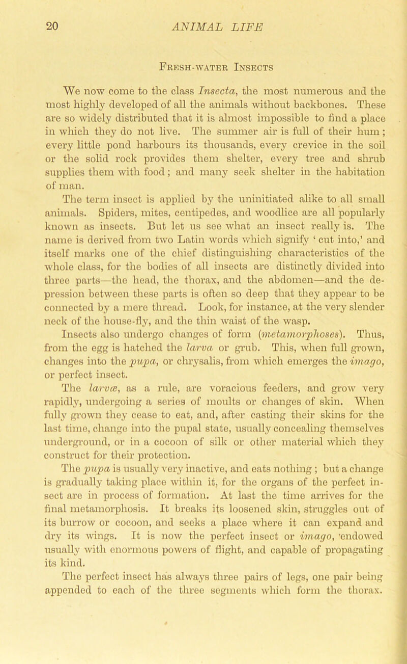 Fresh-water Insects We now come to the class Insecta, the most numerous and the most highly developed of all the animals without backbones. These are so widely distributed that it is almost impossible to find a place in which they do not live. The summer air is fuU of their hum ; every little pond harboiu’s its thousands, every crevice in the soil or the solid rock provides them shelter, every tree and shrub supplies them with food; and many seek shelter in the habitation of man. The term insect is applied by the i;ninitiated ahke to all small animals. Spiders, mites, centipedes, and woodlice are all popularly known as insects. Bv;t let us see what an insect really is. The name is derived from two Latin words which signify ‘ cut into,’ and itself marks one of the chief distinguishing characteristics of the whole class, for the bodies of all insects are distinctly divided into three parts—the head, the thorax, and the abdomen—and tlie de- pression between these parts is often so deep that they appear to be connected by a mere thread. Look, for instance, at the very slender neck of the house-fly, and tlie thin waist of the wasp. Insects also iindergo changes of form (meta7nor2)hoses). Thus, from the egg is hatched the larva or ginib. This, when full gi’own, changes into the impa, or chrysalis, from wliich emerges the imago, or perfect insect. Tlie larvce, as a rule, are voracious feeders, and grow very rapidly, undergoing a series of moults or changes of skin. AVhen fiilly gi’own they cease to eat, and, after casting their skins for the last time, change into the pupal state, usually concealing themselves underground, or in a cocoon of silk or other material which they construct for their protection. The gmpa is usually very inactive, and eats nothing ; but a change is gradually taking place within it, for the organs of the perfect in- sect are in process of formation. At last the time arrives for the final metamorphosis. It breaks its loosened skin, struggles out of its burrow or cocoon, and seeks a place where it can expand and dry its wings. It is now the perfect insect or imago, •endowed usually with enormous powers of flight, and capable of propagating its kind. The perfect insect has always three pairs of legs, one pair being appended to each of the three segments which form the thorax.