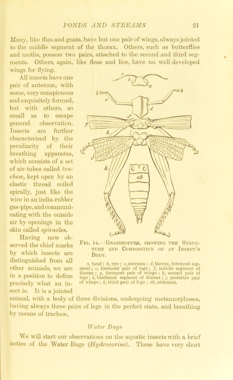 Many, like flies and gnats, have but one pair of wings, always jointed to the middle segment of the thorax. Others, such as butterflies and moths, possess two pairs, attached to the second and tliird seg- ments. Others, again, like fleas and lice, have no well-developed wings for flying. All insects have one pair of antennae, with some, very conspicuous and exquisitely formed, but with others, so small as to escape general observation. Insects are further characterised by the pecuharity of their breathing apparatus, which consists of a set of ah’-tubes called tra- checB, kept open by an elastic thread coiled spirally, just like the wire in an india-rubber gas-pipe, and conmnmi- cating with the outside air by openings in the skin called spiracles. Having now ob- served the chief marks by which insects are distinguished from all other animals, we are in a position to define precisely what an in- sect is. It is a jointed animal, with a body of three divisions, undergoing metamorphoses, having always three pairs of legs in the perfect state, and breathing by means of tracheae. Fio. l^;.—Geasshoppbb, showing the Struc- ture AND Composition of an Insect’s Body. .1, head ; 6, oyo ; c, antenna; d, thorax, foremost seg- ment ; e, foremost pair of legs; /, middle segment of thorax ; (j, foremost pair of wings ; h, second pair of legs; i, hindmost segment of thorax ; j. posterior pair of wings; k, third pair of legs ; ab, abdomen. Water Buys We will start our observations on tlie aipiatic insects with a brief notice of the Water Bugs (Hydrocorisa). These have very short