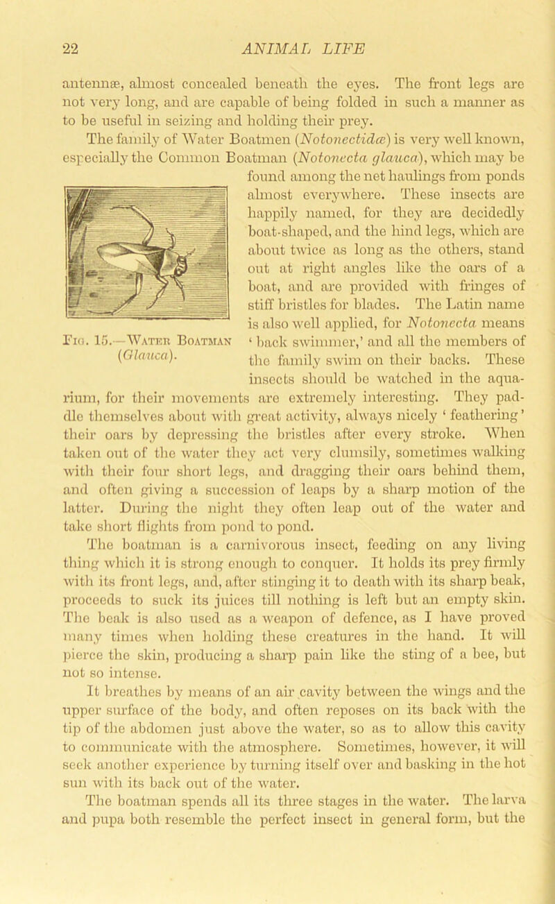 antennae, almost concealed beneath the ej’es. The front legs are not very long, and are capable of being folded in such a maimer as to be useful in seizing and holding their prey. The family of Water Boatmen {Notonectidce) is very well known, especially the Common Boatman {Notonecta j/Zaitca), which may be found among the net haulings from ponds almost everywhere. These insects are happily named, for they are decidedly boat-shaped, and the hind legs, which are about twice as long as the others, stand out at right angles like the oars of a boat, and are provided with fringes of stiff bristles for blades. The Latin name is also well applied, for Notonecta means ‘ liack swimmer,’ and all the members of tlio family swim on their backs. These insects should be watched in the aqua- rium, for their movements are extremely interesting. They pad- dle tliemselves about witli gi-eat activity, always nicely ‘ feathering ’ their oars by depressing the bristles after every stroke. When taken out of the water they fict very clumsily, sometimes walliing witli their four short legs, and dragging their oars behind them, and often giving a succession of leaps by a sharp motion of the latter. During the niglit they often leap out of the water and take sliort fliglits ff’om pond to pond. Tlie boatman is a carni\'orous insect, feeding on any living thing wlhcli it is strong enough to conquer. It holds its prey firmly with its front legs, and, after stinging it to death with its sharp beak, proceeds to suck its juices till nothing is left but an empty skm. Tlie beak is also used as a weapon of defence, as I have proved many times when holding these creatures in the hand. It will ))ierce the skin, producing a shaiq) pain like the stmg of a bee, but not so intense. It breathes by means of an air cavity between the wmgs and the upper surface of tire body, and often reposes on its back with the tip of the abdomen just above the water, so as to allow this cavity to connnunicate with the atmosphere. Sometimes, however, it will seelv anotlier experience by turning itself over and basiling in the hot sun with its back out of the water. The boatman spends all its tliree stages in the water. The larva and pupa both resemble the perfect insect in general form, but the Pio. 15.—Wateu Boatman {Glauca).