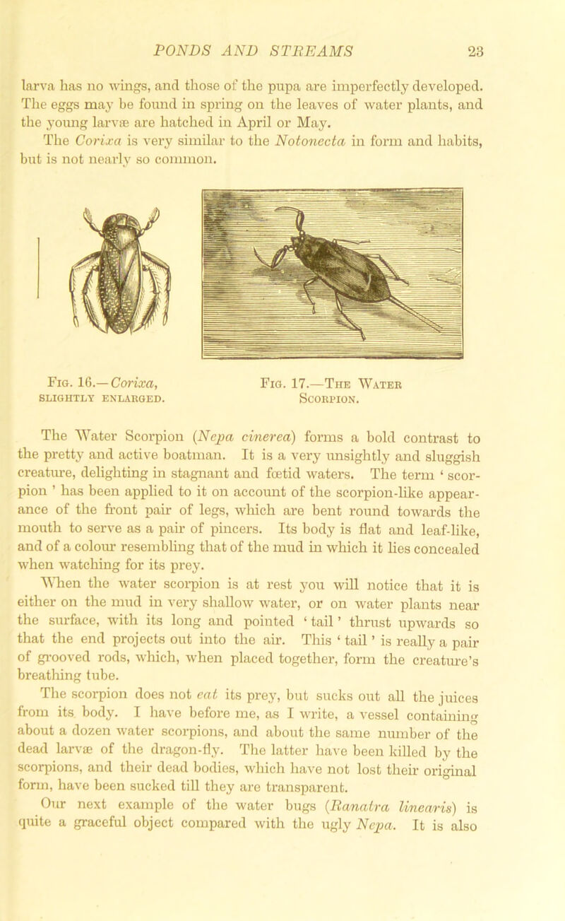 larva has no wmgs, and those of the pupa are imperfectly developed. The eggs may be found in spring on the leaves of water plants, and the yoinig larvae are hatched in April or May. The Corixa is very similar to the Notonecta in form and habits, but is not nearly so common. Fig. 1G.—Corixa, Fig. 17.—The Wateb SLIGHTLY ENLARGED. SCORPION. The Water Scorpion (Nejm cinerea) forms a bold contrast to the pretty and active boatman. It is a very imsightly and sluggish creatm-e, delighting in stagnant and fcetid waters. The term ‘ scor- pion ’ has been applied to it on account of the scorpion-like appear- ance of the front pair of legs, which are bent roimd towards the mouth to serve as a pair of pincers. Its body is flat and leaf-like, and of a colour resembhng that of the mud in which it lies concealed when watching for its prey. MTien the water scorpion is at rest you will notice that it is either on the mud in very shallow water, or on water plants near the surface, with its long and pointed ‘ tail ’ thrust upwards so that the end projects out into the air. This ‘ tail ’ is really a pair of gi’ooved rods, which, when placed together, form the creature’s breatliing tube. The scorpion does not eat its prey, but sucks out aU the juices from its body. I have before me, as I write, a vessel containing about a dozen water scorpions, and about the same number of the dead larvae of the dragon-fly. The latter have been killed by the scorpions, and their dead bodies, which have not lost their original form, have been sucked tiU they are transparent. Our next example of the water bugs {Ranatra linearis) is quite a graceful object compared with the ugly Ncpa. It is also