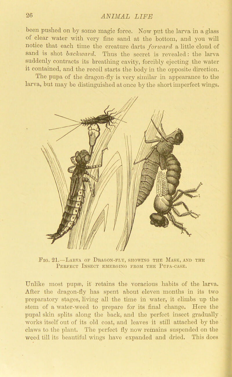 been pushed on by some magic force. Now piit the laiwa in a glass of clear water with very fine sand at the bottom, and you will notice that each time the creature darts forward a little cloud of sand is shot backward. Thus the secret is revealed: the larva suddenly contracts its breathing cavity, forcibly ejecting the water it contained, and the recoil starts tlie body in the opposite direction. The pupa of the dragon-fly is very similar in appearance to the larva, but may be distingiushed at once by the short imperfect wmgs. Pig. 21.—Lauva or Diiagon-ply, showing the Mask, and the Perfect Insect emerging from the Popa-case. Unlike most pupoe, it retains the voracious liabits of the larva. After the dragon-fly has spent about eleven months in its tivo preparatory stages, living all the time in water, it climbs up the stem of a water-weed to prepare for its final change. Here the pupal skin splits along the back, and the perfect insect gradually works itself out of its old coat, and leaves it still attached by the claws to the plant. The perfect fly now remains suspended on the weed till its beautiful wings have expanded and dried. This does