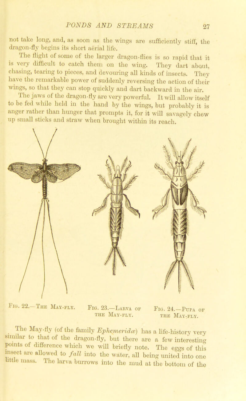 not take long, and, as soon as the wings are sufficiently stiff, the dragon-fly begins its short aerial life. The flight of some of the larger dragon-flies is so rapid that it is very difficult to catch them on the wing. They dart about, chasmg, tearing to pieces, and devouring all kinds of insects. They have the remarkable power of suddenly reversing the action of then- wings, so that they can stop quickly and dart backward m the air. The jaws of the dragon-fly are very powerffj. It will aUow itself to be fed while held in the hand by the wings, but probably it is anger rather than himger that prompts it, for it will savagely chew up small sticks and straw when brought within its reach. Fio. 22.— The May-flv. Fig. 2.3.—Larva of THE May-fly. Fig. 24.—Pupa of THE MaY:FLY. The May-fly (of the family EphemeridcB) has a life-history very similar to that of the dragon-fly, but there are a few mteresting points of difference which we will briefly note. The eggs of this insect are aDowed to fall into the water, all being united into one little mass. The larva burrows into the mud at the bottom of the