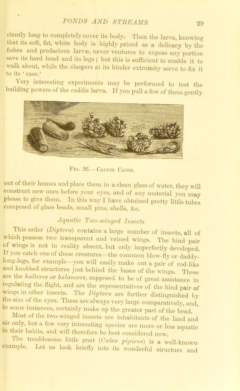 ciently long to completely cover its body. Then the larva, knowing that its soft, fat, white body is highly prized as a dehcacy by the fishes and predacious larvae, never ventiures to expose any portion save its hard head and its legs ; but this is sufficient to enable it to walli about, while the claspers at its hinder extremity serve to fix it to its ‘ case.’ Very interesting experiments may be performed to test the building powers of the caddis larva. If you pull a few of them gently Fig. 2G.— Caddis Cases. out of then- homes and place them in a clean glass of water, they will construct new ones before your eyes, and of any material you may please to give them. In this way I have obtained pretty little tubes composed of glass beads, small pins, shells, &c. Aquatic Tivo-ivmged Insects Tliis order (Diptera) contains a large number of insects, all of which possess tw'o transparent and veined wmgs. The hind pair of wmgs is not m reality absent, but only imperfectly developed. If you catch one of these creatures—the common blow-fly or daddy- long-legs, for example—you will easily make out a pair of rod-hke and knobbed structures just behind the bases of the wings. These are the halteres or balancers, supposed to be of great assistance in regulaflng the flight, and are the representatives of the hind pair of \^ngs in other insects. The DijAej-a are further distinguished by the size of the eyes. These are always very large comparatively, and, in some instances, certainly make up the greater part of the head. Most of the two-winged insects are inhabitants of the land and air only but a few very interesting species are more or less aquatic in their habits, and will therefore be best considered now. The troublesome little gnat {Culex p>ipiens) is a w'ell-knowm example. Let us look briefly into its wonderful structm-e and