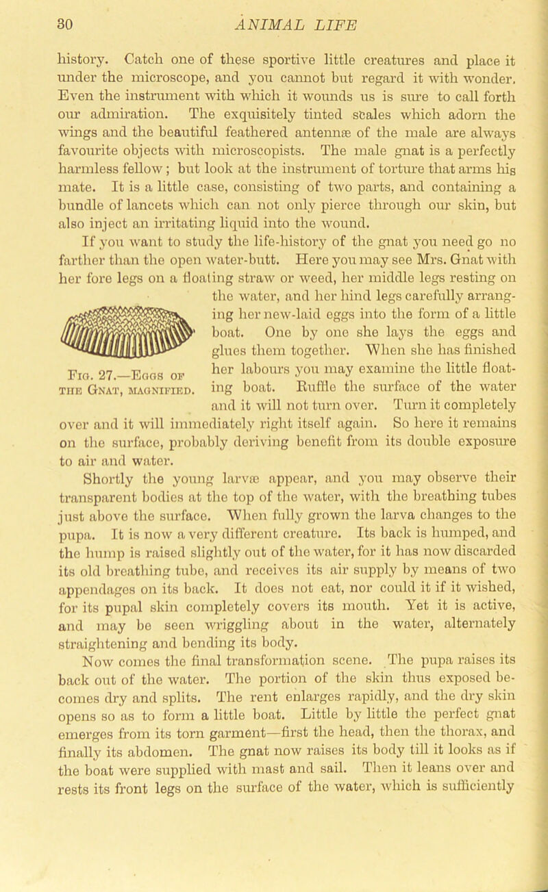 history. Catch one of these sportive little creatures and place it under the microscope, and you caimot but regard it with wonder. Even the instrument with which it womids us is sime to call forth our admu’ation. The exqiusitely tinted scales which adorn the wmgs and the beautifid feathered antennae of the male are always favourite objects with microscopists. The male gnat is a perfectly harmless fellow; but look at the instrument of torture that arms liig mate. It is a little case, consisting of two parts, and containing a bundle of lancets which can not only pierce through oim skin, but also inject an irritating liquid into the wound. If you want to study the life-history of the gnat 3'ou need go no farther than the open water-butt. Here yoii may see Mrs. Gnat with her fore legs on a floating straw or weed, her middle legs resting on the water, and her hind legs carefully arrang- ing her new-laid eggs into the form of a httle boat. One by one she lays the eggs and glues them together. When she has finished pjg 27 Eoas OF labours you may examine the little float- TiiE Gnat, magnified, big boat. Euffle the sm’face of the water and it will not turn over. Timi it completely over and it will immediately right itself again. So hero it remains on the surface, probably deriving benefit from its double exposiu'e to air and water. Shortly the young larvie appear, and .you may observe their transparent bodies at the top of the water, with the breathing tubes just above the surface. When fully grown the larva changes to the pupa. It is now a very different creature. Its back is hiunped, and the hump is raised slightly out of the water, for it has now discarded its old breathing tube, and receives its air supply by means of two appendages on its back. It does not eat, nor could it if it wished, for its pupal skin completely covers its mouth. Yet it is active, and may be seen wriggling about in the water, alternately straightening and bending its body. Now comes the final transformation scene. The pupa raises its back out of the water. The portion of the skin thus exposed be- comes dry and splits. The rent enlarges rapidly, and the dry skin opens so as to form a little boat. Little by little the perfect gnat emerges from its torn garment—first the head, then the thorax, and finally its abdomen. The gnat now raises its body till it looks as if the boat were supplied with mast and sail. Then it leans over and rests its front legs on the surface of the water, which is sufficiently