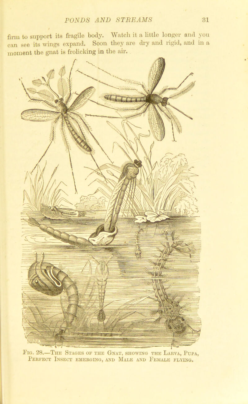 firm to support its fragile body. Watcli it a little longer and you can see its wings expand. Soon they are di-y and rigid, and in a moment the gnat is frolicking in the air. Fio. 28.—The Stages of the Gnat, snowrNO the Lahva, Pupa, Pekfect Insect emeiigino, and IVLvle and Feudale flying.