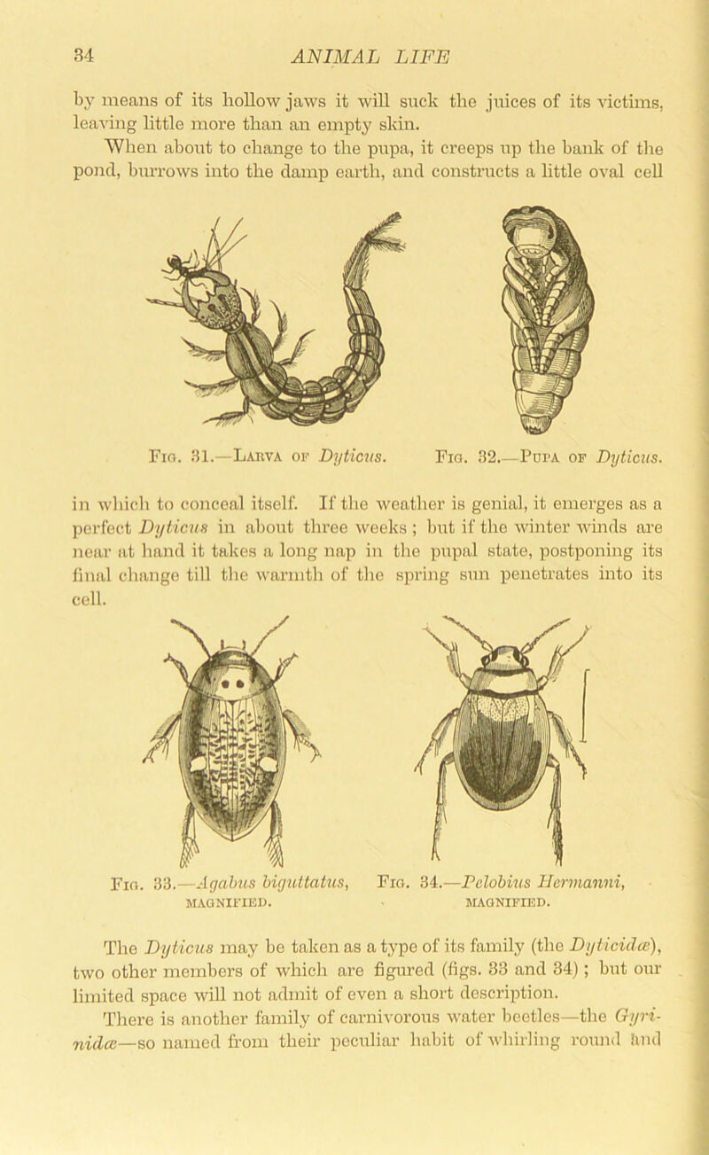 bj' means of its hollow jaws it will suck the juices of its victims, leaving httle more than an empty skin. When about to change to the pupa, it creeps iip the bank of the pond, biUTOws into the damp earth, and constructs a little oval cell Fio. 31.—Larva or Dyticvs. Fio. 32 Popa op Dyticus. in whicli to conceal itself. If tlie weather is genial, it emerges as a perfect Dyticns in about three weeks ; but if the winter winds are near at hand it takes a long nap in the pupal state, postponing its ilnal cliange till the warmth of the spring sun penetrates into its cell. Fio. 33.—Agabus biguitatus, Fro. 34.—Pelobius Ilermanni, MAGNIFIEU. ■ MAGNIFIED. The Dyticus may be taken as a type of its family (the Dyticidce), two other members of which are figured (figs. 33 and 34); but our limited space will not admit of even a short description. There is another family of carnivorous water beetles—the Gyri- nidcc—so named from their peculiar habit of whirling round !md