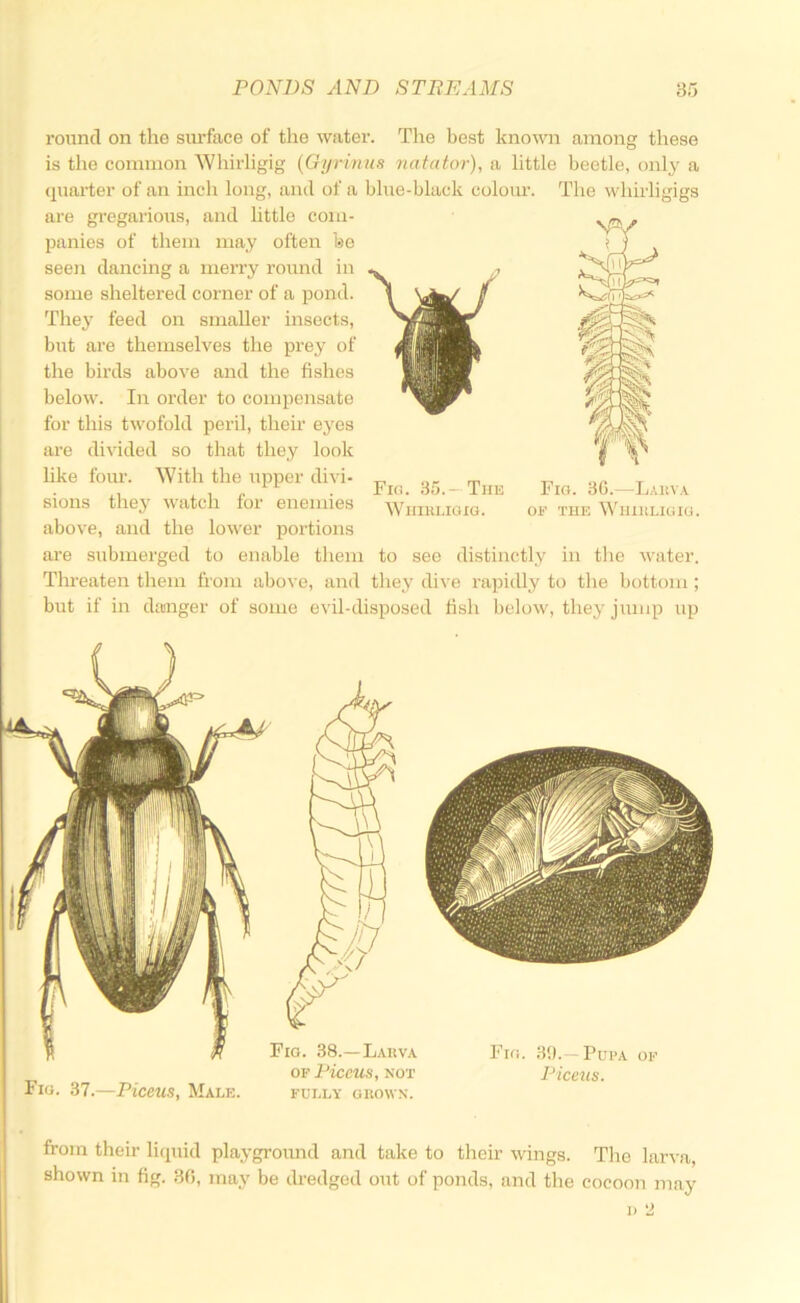 round on the surface of the wiiter. The best known among these is the common Whii-ligig (Gyrinus natator), a little beetle, only a quarter of an inch long, and of a blue-black coloxxr. The whirligigs are gregarious, and little com- panies of them may often be seen dancing a merry roxxnd in some sheltered corner of a pond. They feed on smaller insects, but are themselves the prey of the birds above and the fishes below. In order to compensate for this twofold peril, their eyes are divided so that they look hke four. With the upper divi- sions they watch for enemies above, and the lower portions are submerged to enable them Threaten them from above, and Fifl. .35.—The Whiki.ioxg. Fig. 30.—Lakva or THE WlIIKLIGIG. to see distinctly in the water, they dive I'apidly to the bottom ; but if in danger of soxne evil-disposed fisli below, they jump up from their licpiid playgroxmd and take to their wings. Tlie larva, shown in fig. 30, may be dredged out of ponds, and the cocoon may 1) 2 Fro. 3!).—Pupa of Piceus. Fig. 37.—Piceus, Male. Fig. 38.—Lauva OF Piceus, NOT FUI.LY GKOWN.