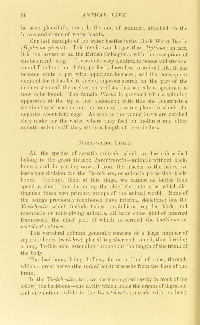 be seen plentifully towards the end of sninmer, attached to the leaves and steins of water plants. Onr last example of the water beetles is the Black Water Beetle {Hydrous piceus). This one is even larger than Lyticus ; in fact, it is the largest of all the British Coleoptera, with the exception of the beantifnl ‘ stag.’ It was once very plentiful in ponds and streams round London ; but, being perfectly harmless to animal hfe, it has become quite a pet with aqnarhun-keepers; and the consequent demand for it has led to such a vigorous search on the part of the dealers who call themselves naturalists, that scarcely a specimen is now to be found. The female Piceus is provided with a spinning apparatus at the tip of her abdomen; with this she constructs a turnip-shaped cocoon on the stem of a water plant, in which she deposits about fifty eggs. As soon as the young larvae are hatched tliey make for the water, where they feed on molluscs and other aquatic animals till they attain a length of three inches. Fresh-water Firiies All the species of aquatic animals which we have described belong to the great division Invertehrata—animals without back- bones ; and, in passing onward from the insects to the fishes, we leave this division for the Vertcbrata, or animals possessing back- bones. Perhaps, then, at this stage, we cannot do bettor than spend a short time in noting the chief characteristics which dis- tinguish these two primary groups of the animal world. None of the beings previously mentioned have internal skeletons; but the Vertcbrata, which include fishes, amphibians, reptiles, birds, and mammals or milk-giving animals, all have some kind of internal framework, the chief part of which is termed the backbone or vertebral column. This vertebral column generally consists of a large number of separate bones {vertebral) placed together end to end, thus forming a long, flexible axis, extending throughout the length of the trimli of the body. The backbone, being hollow, forms a kind of tube, through which a gi’eat nerve (the sjiinal cord) proceeds from the base of the brain. In the Vertebrates, too, we observe a great cavity in fi’ont of (or below) the backbone—the cavity which holds the organs of digestion and circulation; while in the Invertebrate animals, with no bony