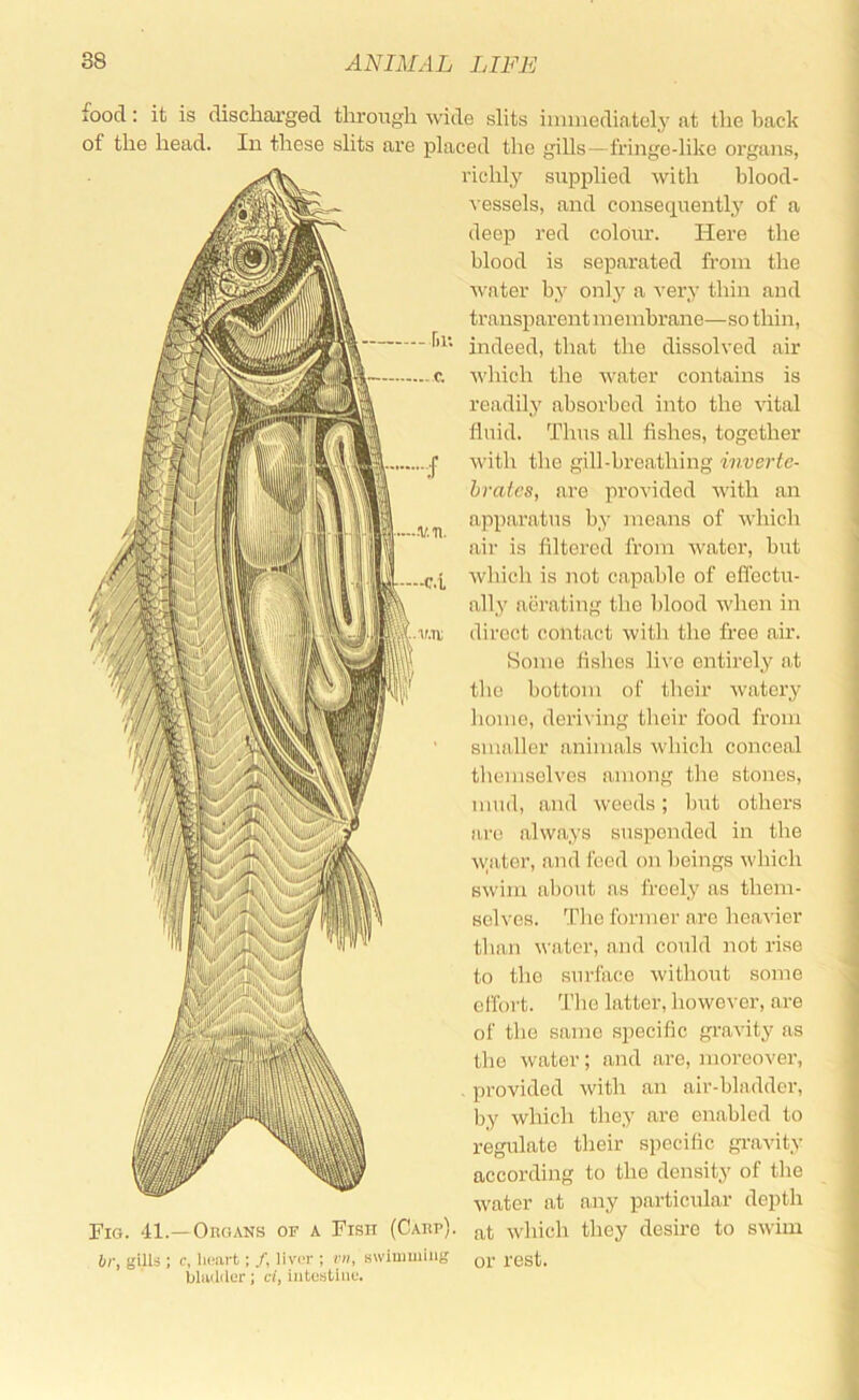 food: it is discharged through of the head. In these slits are Fig. 41.—Organs or a Fish (Carp). 6r, gUl8 ; c, lu'iirt; /, liver ; r«, swimming bhvlder; d, intestine. dde slits iiniuediately at the back laced the gills — fringe-like oi’gans, richly supplied with blood- \ essels, and couse(iuently of a deep red colour. Here the blood is separated from the water by only a very thin and trauspareutmeinbraue—so thin, indeed, that the dissolved air '. which the water contains is readily absorbed into the vital fluid. Thus all fishes, together with the gill-breathing inverte- brates, are provided Avith an ^ apparatus by means of which air is filtered from Avater, but [ Avhich is not capable of effectu- ally aerating the blood Avhen in direct contact Avith the fi’ee air. Home fishes live entirely at the bottom of their Avatery home, deriving their food from smaller animals Avhich conceal themselves among the stones, mud, and Aveeds; but others are ahvays suspended in the Avator, and feed on beings Avhich SAvim about as freely as them- selves. The former are heaA'ier than Avater, and could not rise to the surface Avithout some clfort. 'i'he latter, however, are of the same specific gravity as the Avater; and are, moreover, provided Avith an air-bladder, by which they are enabled to regulate their specific gi-avity according to the density of the Avater at any particular depth at Avhich they desire to SAvim or rest.