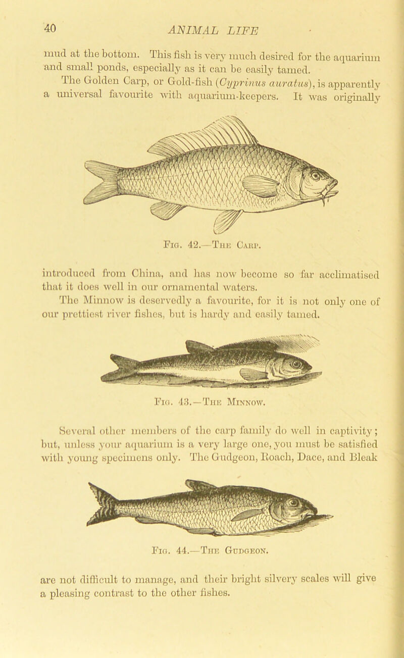 mild at the bottom. This fish is very much desired for the aquarium and small ponds, especially as it can be easily tamed. The Golden Carp, or Gold-fish {Cyprimis aicrafus),i>i apparently n miiveisal favourite ivith aquarium-lceepers. It was originally Fia. 42.—Tiik Gaup. introduced from China, and has now become so far acclimatised that it does well in our ornamental waters. Tlie Minnow is deservedly a favourite, for it is not only one of our prettiest river fishes, but is hardy and easily tamed. Fid. 4.'3. —Tun Minnow. Several other members of the carp family do well in captivity; but, unless your aquarium is a very large one, you mu.st be satisfied with yoimg specimens only. The Gudgeon, lloach. Dace, and Blealc Fig. 44.—Tm; Gudgeon. are not difficult to manage, and their bright silver}’ scales will give a pleasing contrast to the other fishes.