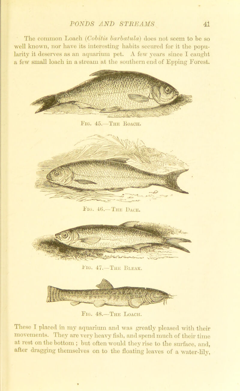 The coimiion Loach (Cobitis barhatula) does not seem to be so well known, nor have its interesting habits secured for it the popu- larity it deserves as an acpiariTuu pet. A few years since I caught a few small loach in a stream at the soirthern end of Epping Forest. Fig. 45.—The Hoach. Fig. 45.— The Dace. i'lG. 47.—The Bleak. Fig. 48.—The Loach. These T placed in my aquariran and was greatly pleased with their movements. They are very heavy fish, and spend much of their time at rest on the bottom ; hut often would they rise to the surface, and, after di-agging themselves on to the floating leaves of a water-lily,