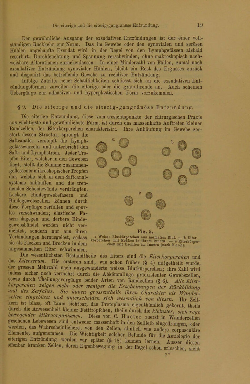 Der gewöhnliche Ausgang der exsudativen Entzündungen ist der einer voll- ständigen Kückkehr zur Norm. Das im Gewebe oder den synovialen und serösen Höhlen angehäufte Exsudat wird in der Eegel von den Lymphgefässen alsbald resorbirt; Durchfeuchtung und Spannung verschwinden, ohne makroskopisch nach- weisbare Alterationen zurückzulassen. In einer Minderzahl von Fällen, zumal nach exsudativer Entzündung synovialer Höhlen, bleibt ein Best des Ergusses zurück und disponirt das betreffende Gewebe zu recidiver Entzündung. Infolge Zutritts neuer Schädlichkeiten schliesst sich an die exsudativen Ent- zündungsformen zuweilen die eiterige oder die granulirende an. Auch scheinen Uebergänge zur adhäsiven und hyperplastischen Form vorzukommen. ^5, § 9. Die eiterige und die eiterig-gangränöse Entzündung. Die eiterige Entzündung, diese vom Gesichtspunkte der chirurgischen Praxis aus wichtigste und gewöhnlichste Form, ist durch das massenhafte Auftreten kleiner Kundzellen, der Eiterkörperchen charakterisirt. Ihre Anhäufung im Gewebe zer- stört dessen Structur, sprengt die h Saftcanäle, verstopft die Lymph- gefässwurzeln und unterbricht den Saft- und Lymphstrom. Jeder Tro- pfen Eiter, welcher in den Geweben liegt, stellt die Summe zusammen- geflossener mikroskopischer Tropfen dar, welche sich in dem Saftcanal- systeme anhäuften und die tren- nenden Scheidewände verdrängten. Lockere Bindegewebsfasern und Bindegewebszellen können durch diese Vorgänge zerfallen und spur- los verschwinden; elastische Fa- sern dagegen und derbere Binde- gewebsbündel werden nicht ver- nichtet, sondern nur aus ihren Verbindungen herausgelöst, sodass sie als Flocken und Brocken in dem angesammelten Eiter schwimmen. Die wesentlichsten Bestandtheile des Eiters sind die Eitevkövperchen und das Eiterserum. Die ersteren sind, wie schon früher (§ 4) mitgetheilt wurde, der grossen Mehrzahl nach ausgewanderte weisse Blutkörperchen; ihre Zahl wird indess sicher noch vermehrt durch die Abkömmlinge präexistenter Gewebszellen, sowie durch TheilungsVorgänge beider Arten von Eundzellen (§ 6). Alle Eiter- körperchen zeigen mehr oder weniger die Erscheinungen der Rückbildung und des Zerfalles. Sie haben grossentheils ihren Charakter als Wander- zellen eingebüsst und unterscheiden sich wesentlich von diesen. Ihr Zell- kern ist blass, oft kaum sichtbar, das Protoplasma eigenthümlich gekörnt, theils durch die Anwesenheit kleiner Fetttröpfchen, theils durch die kleinster sich reae bewegender Mikroorganismen. Diese von C. Hu et er zuerst in Wanderzellen gesehenen Lebewesen sind entweder massenhaft in den Zellleib eingedrun^-en oder werden das Wahrscheinlichere, von den Zellen, ähnlich wie andere corpusculäre Elemente, aufgenommen. Die Wichtigkeit solcher Befunde für die Aetioloeie der eiterigen Entzündung werden wir später (§ 18) kennen lernen. Ausser diesen offenbar kranken Zellen, deren Eigenbewegung in der Eegel schon erloschen, sieht Fiff. 5. a Weisse Blntkörperchen ans normalem Blut. — b Eiter- körperchen mit Kokken in ihrem Innern. — o Eiterkörper- chen mit Bacillen im Innern (nach Ko oh).