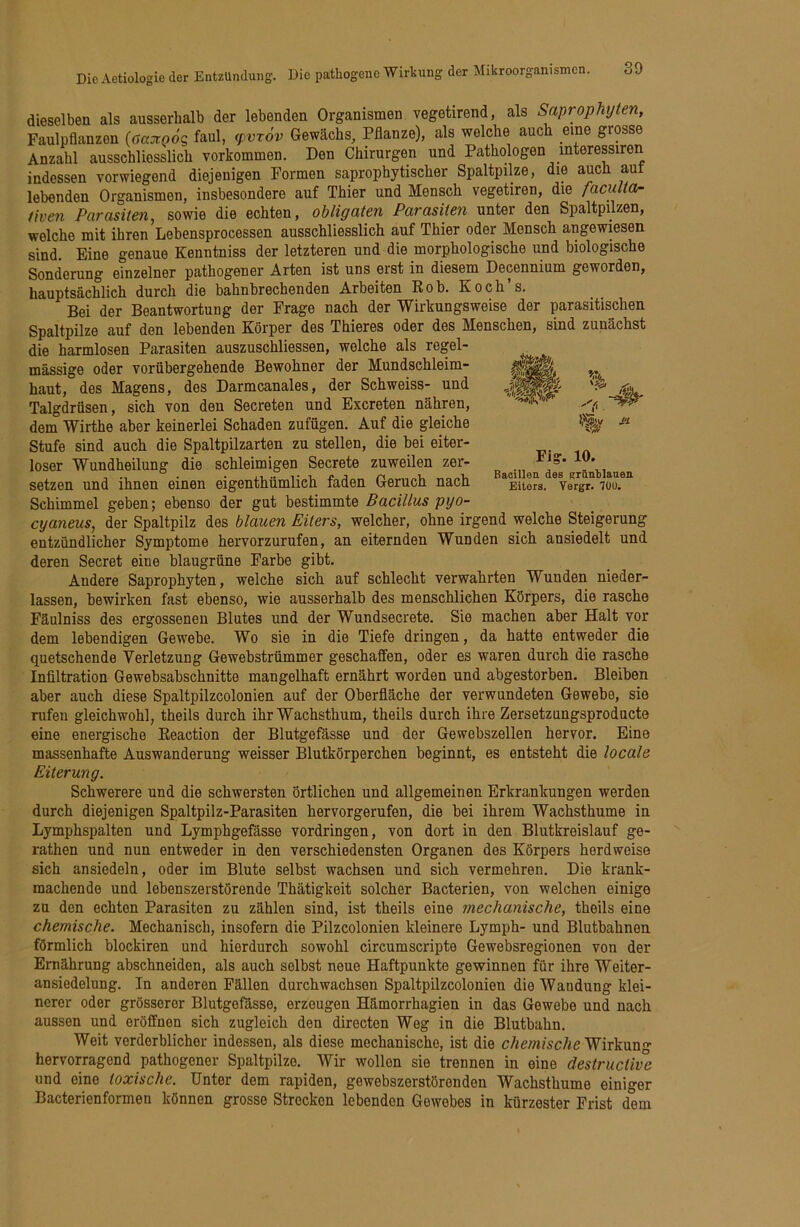 r >i%y M v;}/ Fig. 10. Bacillen des grünlilaneii Eiters. Yergr. 7UU. dieselben als ausserhalb der lebenden Organismen vegetirend, als Saprophyten, Faulpflanzen {öajtnöq faul, y}vr6v Gewächs, Pflanze), als welche auch eine grosse Anzahl ausschliesslich verkommen. Den Chirurgen und Pathologen interessiren indessen vorwiegend diejenigen Formen saprophytischer Spaltpilze, die auch aut lebenden Organismen, insbesondere auf Thier und Mensch vegetiren, die faculta- iiven Parasiten, sowie die echten, obliyctten Parasiten unter den Spaltpilzen, welche mit ihren Lebensprocessen ausschliesslich auf Thier oder Mensch angewiesen sind. Eine genaue Kenntniss der letzteren und die morphologische und biologische Sonderung einzelner pathogener Arten ist uns erst in diesem Decennium geworden, hauptsächlich durch die bahnbrechenden Arbeiten Eob. Koch’s. Bei der Beantwortung der Frage nach der Wirkungsweise der parasitischen Spaltpilze auf den lebenden Körper des Thieres oder des Menschen, sind zunächst die harmlosen Parasiten auszuschliessen, welche als regel- mässige oder vorübergehende Bewohner der Mundschleim- haut, des Magens, des Darmcanales, der Schweiss- und Talgdrüsen, sich von den Secreten und Exereten nähren, dem Wirthe aber keinerlei Schaden zufügen. Auf die gleiche Stufe sind auch die Spaltpilzarten zu stellen, die bei eiter- loser Wundheilung die schleimigen Secrete zuweilen zer- setzen und ihnen einen eigenthümlich faden Geruch nach Schimmel geben; ebenso der gut bestimmte Bacillus pyo- cyaneus, der Spaltpilz des blauen Eiters, welcher, ohne irgend welche Steigerung entzündlicher Symptome hervorzurufen, an eiternden Wunden sich ansiedelt und deren Secret eine blaugrüne Farbe gibt. Andere Saprophyten, welche sich auf schlecht verwahrten Wunden nieder- lassen, bewirken fast ebenso, wie ausserhalb des menschlichen Körpers, die rasche Fäulniss des ergossenen Blutes und der Wundsecrete. Sie machen aber Halt vor dem lebendigen Gewebe. Wo sie in die Tiefe dringen, da hatte entweder die quetschende Verletzung Gewebstrümmer geschaffen, oder es waren durch die rasche Infiltration Gewebsabschnitte mangelhaft ernährt worden und abgestorben. Bleiben aber auch diese Spaltpilzcolonien auf der Oberfläche der verwundeten Gewebe, sie rufen gleichwohl, theils durch ihr Wachsthum, theils durch ihre Zersetzungsproducte eine energische Keaction der Blutgefässe und der Gewebszellen hervor. Eine massenhafte Auswanderung weisser Blutkörperchen beginnt, es entsteht die locale Eiterung. Schwerere und die schwersten Örtlichen und allgemeinen Erkrankungen werden durch diejenigen Spaltpilz-Parasiten hervorgerufen, die bei ihrem Wachsthume in Lymphspalten und Lymphgefässe Vordringen, von dort in den Blutkreislauf ge- rathen und nun entweder in den verschiedensten Organen des Körpers herdweise sich ansiedeln, oder im Blute selbst wachsen und sich vermehren. Die krank- machende und lebenszerstörende Thätigkeit solcher Bacterien, von welchen einige zu den echten Parasiten zu zählen sind, ist theils eine mechanische, theils eine chemische. Mechanisch, insofern die Pilzcolonien kleinere Lymph- und Blutbahnon förmlich blockiren und hierdurch sowohl circumscripte Gewebsregionen von der Ernährung abschneiden, als auch selbst neue Haftpunkte gewinnen für ihre Weiter- ansiedelung. In anderen Fällen durchwachsen Spaltpilzcolonieu die Wandung klei- nerer oder grösserer Blutgefässe, erzeugen Hämorrhagien in das Gewebe und nach aussen und eröffnen sich zugleich den directen Weg in die Blutbahn. Weit verderblicher indessen, als diese mechanische, ist die chemische Wirkung hervorragend pathogener Spaltpilze. Wir wollen sie trennen in eine destructive und eine toxische. Unter dem rapiden, gewebszerstöronden Wachsthume einiger Bacterienformen können grosso Strecken lebenden Gewebes in kürzester Frist dem