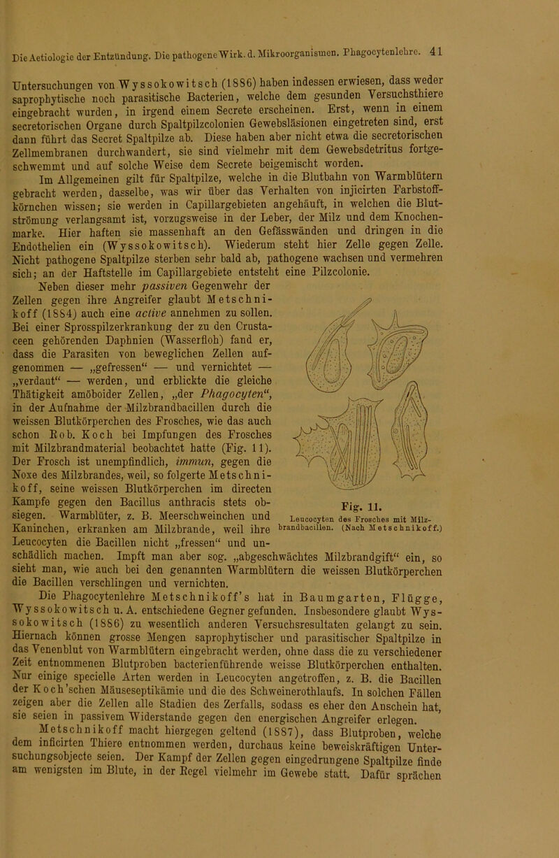Untersuchungen von Wyssokowitsch (1886) haben indessen erwiesen, dass weder saprophytische noch parasitische Bacterien, welche dem gesunden Versuchsthiere eingehracht wurden, in irgend einem Secrete erscheinen. Erst, wenn in einem secretorischen Organe durch Spaltpilzcolonien Gewebsläsionen eingetreten sind, erst dann führt das Secret Spaltpilze ah. Diese haben aber nicht etwa die secretorischen Zellmembranen durchwandert, sie sind vielmehr mit dem Gewehsdetritus fortge- schwemmt und auf solche Weise dem Secrete heigemischt worden. Im Allgemeinen gilt für Spaltpilze, welche in die Bluthahn von Warmblütern gebracht werden, dasselbe, was wir über das Verhalten von injlcirten Earbstoff- körnchen wissen; sie werden in Capillargebieten angehäuft, in welchen die Blut- strömung verlangsamt ist, vorzugsweise in der Leber, der Milz und dem Knochen- marke. Hier haften sie massenhaft an den Gefässwänden und dringen in die Endothelien ein (Wyssokowitsch). Wiederum steht hier Zelle gegen Zelle. Nicht pathogene Spaltpilze sterben sehr bald ab, pathogene wachsen und vermehren sich; an der Haftstelle im Capillargebiete entsteht eine Pilzcolonie. Neben dieser mehr passiven Gegenwehr der Zellen gegen ihre Angreifer glaubt Metschni- koff (1884) auch eine aclive annehmen zu sollen. Bei einer Sprosspilzerkrankuug der zu den Crusta- ceen gehörenden Daphnien (Wasserfloh) fand er, dass die Parasiten von beweglichen Zellen auf- genommen — „gefressen“ — und vernichtet — „verdaut“ — werden, und erblickte die gleiche Thätigkeit amöboider Zellen, „der Phagocyten“, in der Aufnahme der Milzbrandbacillen durch die weissen Blutkörperchen des Frosches, wie das auch schon Eob. Koch bei Impfungen des Frosches mit Milzbrandmaterial beobachtet hatte (Fig. 11). Der Frosch ist unempflndlich, immun, gegen die Noxe des Milzbrandes, weil, so folgerte Metschni- koff, seine weissen Blutkörperchen im directen Kampfe gegen den Bacillus anthracis stets ob- siegen. Warmblüter, z. B. Meerschweinchen und Kaninchen, erkranken am Milzbrände, weil ihre Leucocyten die Bacillen nicht „fressen“ und un- schädlich machen. Impft man aber sog. „abgeschwächtes Milzbrandgift“ ein, so sieht man, wie auch bei den genannten Warmblütern die weissen Blutkörperchen die Bacillen verschlingen und vernichten. Die Phagocytenlehre Metschnikoff’s hat in Baumgarten, Flügge, Wyssokowitsch u. A. entschiedene Gegner gefunden. Insbesondere glaubt Wys- sokowitsch (1886) zu wesentlich anderen Yersuchsresultaten gelangt zu sein. Hiernach können grosse Mengen saprophytischer und parasitischer Spaltpilze in das Venenblut von Warmblütern eingebracht werden, ohne dass die zu verschiedener Zeit entnommenen Blutproben bacterienführende weisse Blutkörperchen enthalten. Nur einige specielle Arten werden in Leucocyten angetrofifen, z. B. die Bacillen der Koch’schen Mäuseseptikämie und die des Schweinerothlaufs. In solchen Fällen zeigen aber die Zellen alle Stadien des Zerfalls, sodass es eher den Anschein hat, sie seien in passivem Widerstande gegen den energischen Angreifer erlegen. Metschnikoff macht hiergegen geltend (1887), dass Blutproben, welche dem inficirten Thiere entnommen werden, durchaus keine beweiskräftigen Unter- suchungsobjecte seien. Der Kampf der Zellen gegen eingedrungene Spaltpilze finde am wenigsten im Blute, in der Ecgel vielmehr im Gewehe statt. Dafür sprächen Leucocyten des Frosches mit Milz- brandbaciUen. (Nach Metschnikoff.)