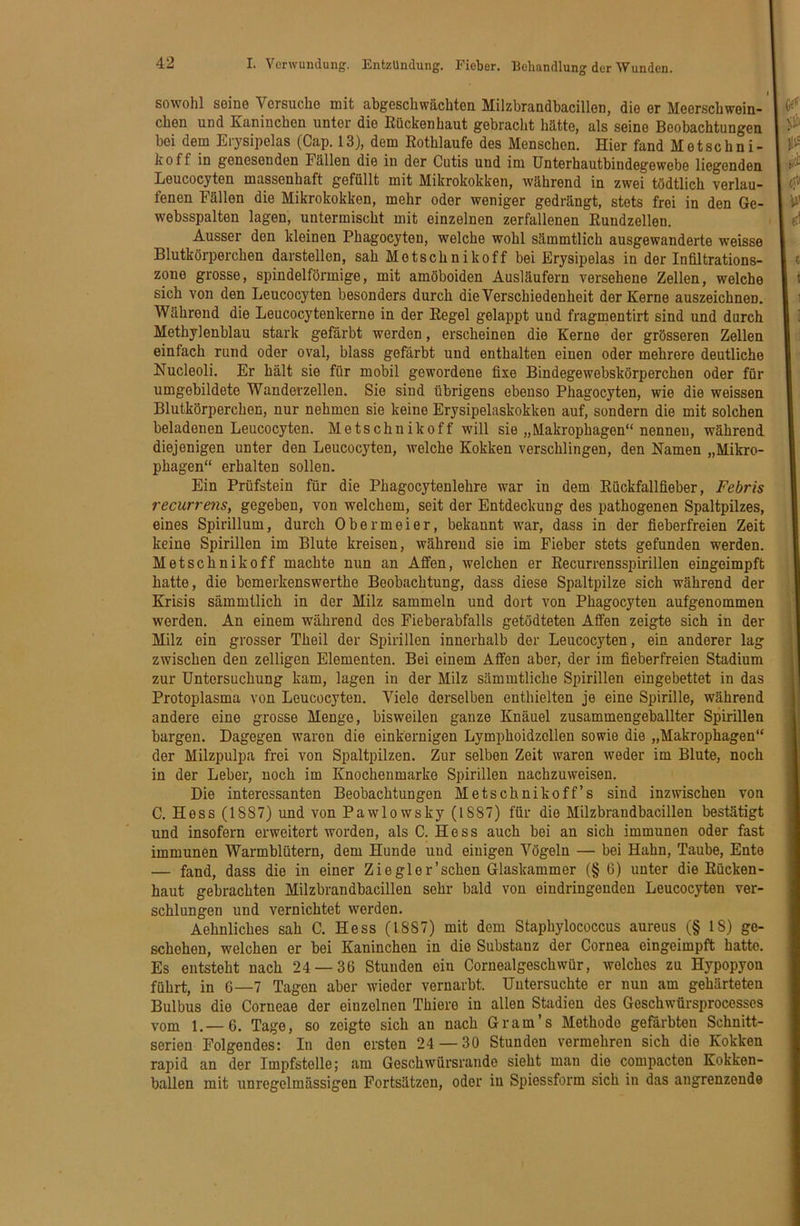 sowohl seine Versuche mit abgeschwächten Milzbrandbacillen, die er Meerschwein-' eben und Kaninchen unter die Rücken haut gebracht hätte, als seine Beobachtungen bei dem Eiysipelas (Cap. 13), dem Eothlaufe des Menschen. Hier fand M et sehn i- koff in genesenden Fällen die in der Cutis und im Unterhautbindegewebe liegenden Leucocyten massenhaft gefüllt mit Mikrokokken, während in zwei tödtlich verlau- fenen Fällen die Mikrokokken, mehr oder weniger gedrängt, stets frei in den 6e- websspalten lagen, untermischt mit einzelnen zerfallenen Rundzellen. Ausser den kleinen Phagocyten, welche wohl sämmtlich ausgewanderte weisse Blutkörperchen darstellen, sah Motschnikoff bei Erysipelas in der Infiltrations- zone grosse, spindelförmige, mit amöboiden Ausläufern versehene Zellen, welche sich von den Leucocyten besonders durch die Verschiedenheit der Kerne auszeichnen. Während die Leucocytenkerne in der Regel gelappt und fragmentirt sind und durch Methylenblau stark gefärbt werden, erscheinen die Kerne der grösseren Zellen einfach rund oder oval, blass gefärbt und enthalten einen oder mehrere deutliche Nucleoli. Er hält sie für mobil gewordene fixe Bindegewebskörperchen oder für umgebildete Wanderzellen. Sie sind übrigens ebenso Phagocyten, wie die weissen Blutkörperchen, nur nehmen sie keine Erysipelaskokken auf, sondern die mit solchen beladenen Leucocyten. Metschnikoff will sie „Makrophagen“ nennen, während diejenigen unter den Leucocyten, welche Kokken verschlingen, den Namen „Mikro- phagen“ erhalten sollen. Ein Prüfstein für die Phagocytenlehre war in dem Eückfallfieber, Febris recurrens, gegeben, von welchem, seit der Entdeckung des pathogenen Spaltpilzes, eines Spirillum, durch Obermeier, bekannt war, dass in der fieberfreien Zeit keine Spirillen im Blute kreisen, während sie im Fieber stets gefunden werden. Metschnikoff machte nun an Affen, welchen er Eecurrensspirillen eingeimpft hatte, die bemerkenswerthe Beobachtung, dass diese Spaltpilze sich während der Krisis sämmtlich in der Milz sammeln und dort von Phagocyten aufgenommen werden. An einem während des Fieberabfalls getödteten Affen zeigte sich in der Milz ein grosser Theil der Spirillen innerhalb der Leucocyten, ein anderer lag zwischen den zelligen Elementen. Bei einem Affen aber, der im fieberfreien Stadium zur Untersuchung kam, lagen in der Milz sämmtliche Spirillen eingebettet in das Protoplasma von Leucocyten. Viele derselben enthielten je eine Spirille, während andere eine grosse Menge, bisweilen ganze Knäuel zusammengeballter Spirillen bargen. Dagegen waren die einkernigen Lymphoidzollen sowie die „Makrophagen“ der Milzpulpa frei von Spaltpilzen. Zur selben Zeit waren weder im Blute, noch in der Leber, noch im Knochenmarko Spirillen nachzuweisen. Die interessanten Beobachtungen Metschnikoff’s sind inzwischen von C. Hess (1887) und von Pawlowsky (1887) für die Milzbrandbacillen bestätigt und insofern erweitert worden, als C. Hess auch bei an sich immunen oder fast immunen Warmblütern, dem Hunde und einigen Vögeln — bei Hahn, Taube, Ente — fand, dass die in einer Ziegler'sehen Glaskammer (§ 6) unter die Rücken- haut gebrachten Milzbrandbacillen sehr bald von eindringenden Leucocyten ver- schlungen und vernichtet werden. Aehnliches sah C. Hess (1887) mit dem Staphylococcus aureus (§ 18) ge- schehen, welchen er bei Kaninchen in die Substanz der Cornea eingeimpft hatte. Es entsteht nach 24 — 36 Stunden ein Cornoalgeschwür, welches zu Hypopyon führt, in 6—7 Tagen aber wieder vernarbt. Untersuchte er nun am gehärteten Bulbus die Corneae der einzelnen Thiere in allen Stadien des Geschwürsprocesses vom 1.—6. Tage, so zeigte sich an nach Gram’s Methode gefärbten Schnitt- serien Folgendes: In den ersten 24 — 30 Stunden vermehren sich die Kokken rapid an der Impfstelle; am Geschwürsrande sieht man die compacten Kokken- ballen mit unregelmässigen Fortsätzen, oder in Spiossform sich in das angrenzende