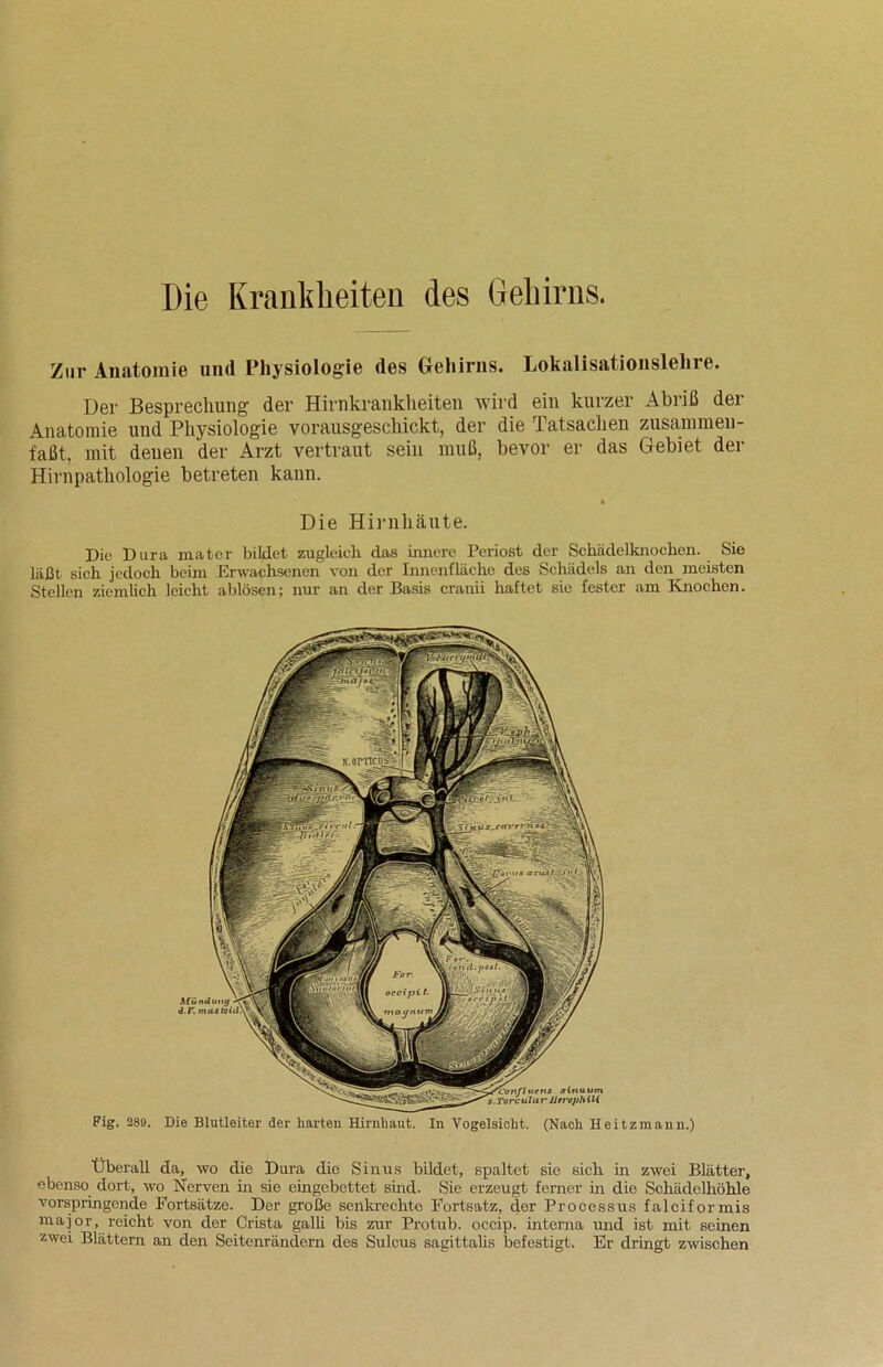 Die Krankheiten des Gehirns. Zur Anatomie und Physiologie des Gehirns. Lokalisationslehre. Der Besprechung der Hirnkrankheiten wird ein kurzer Abriß der Anatomie und Physiologie vorausgeschickt, der die Tatsachen zusammen- faßt, mit denen der Arzt vertraut sein muß, bevor er das Gebiet der Hirnpathologie betreten kann. ft Die Hirnhäute. Die Dura mater bildet zugleich das innere Periost der Schädelknochen. Sie läßt sich jedoch beim Erwachsenen von der Innenfläche des Schädels an den meisten Stellen ziemlich leicht ablösen; nur an der Basis cranii haftet sie fester am Knochen. Fig. 289. Die Blutleiter der harten Hirnhaut. In Vogelsicht. (Nach Heitzmann.) Überall da, wo die Dura die Sinus bildet, spaltet sie sich in zwei Blätter, ebenso dort, wo Nerven in sie eingebettet sind. Sie erzeugt ferner in die Schädelhöhle vorspringende Fortsätze. Der große senkrechte Fortsatz, der Processus falciformis major, reicht von der Crista galli bis zur Protub. occip. interna und ist mit seinen zwei Blättern an den Seitenrändern des Sulcus sagittalis befestigt. Er dringt zwischen