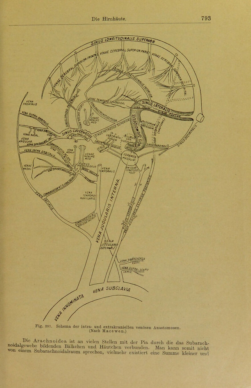 Fig. 291. Schema der intra- und extrakraniellen venösen Anastomosen. (Nach Macewen.) ., , Arachnoidea ist an vielen Stellen mit der Pia durch die das Subarach- noidalgewebe bildenden Bälkchcn und Häutchen verbunden. Man kann somit nicht on einem Subarachnoidalraum sprechen, vielmehr existiert eine Summe kleiner und