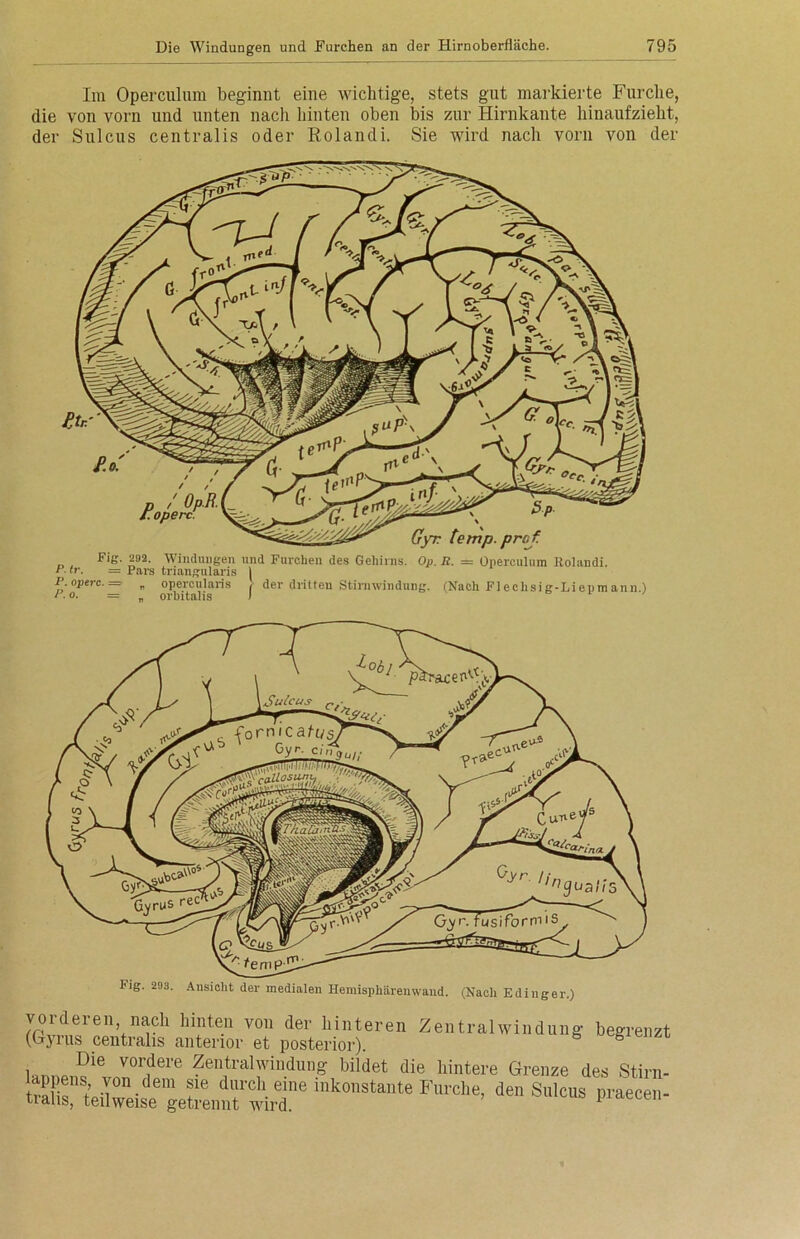 Im Operculum beginnt eine wichtige, stets gut markierte Furche, die von vorn und unten nach hinten oben bis zur Hirnkante liiuaufzieht, der Sulcus centralis oder Rolandi. Sie wird nach vorn von der p / Op.R. l.operc. Gyr temp.prcf. 1 Furchen des Gehirns. ris | is / der dritten Stirnwindung. (Nach Fleehsig-Liepmann.) Fig. 292. Windungen und Furchen des Gehirns. Op. R. = Operculum Rolandi. t .tr. = Pars triangularis ' P.operc.= „ opercularis P.o. = „ orbitalis vorderen nach hinten von der hinteren Zentralwindung begrenzt (Gyrus centralis anterior et posterior). g lnn.ro,Die V01’Jiere ZentralWindung bildet die hintere Grenze des Stirn- appens von dem sie durch eine inkonstante Furche, den Sulcus praecen- tralis, teilweise getrennt wird. piaecen-