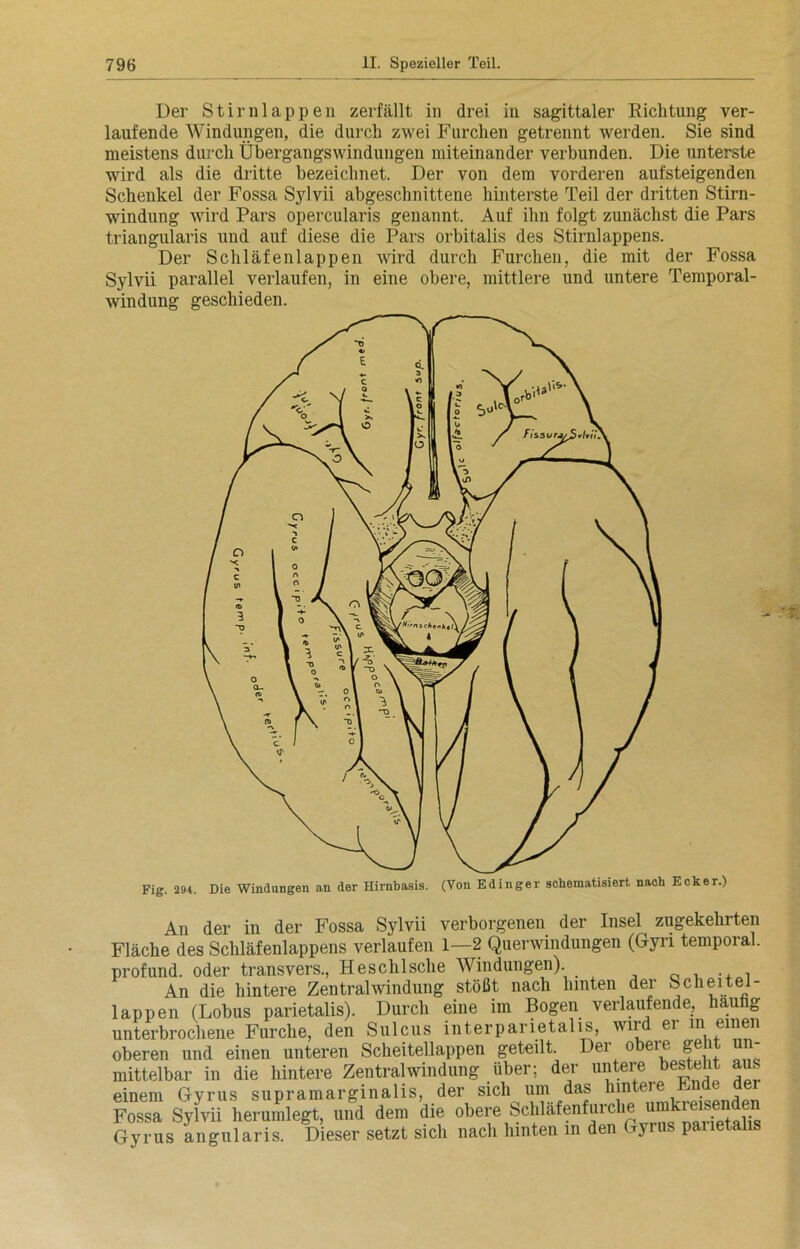 Der Stirnlappen zerfällt in drei in sagittaler Richtung ver- laufende Windungen, die durch zwei Furchen getrennt werden. Sie sind meistens durch Übergangswindungen miteinander verbunden. Die unterste wird als die dritte bezeichnet. Der von dem vorderen aufsteigenden Schenkel der Fossa Sylvii abgeschnittene hinterste Teil der dritten Stirn- windung wird Pars opercularis genannt. Auf ihn folgt zunächst die Pars triangularis und auf diese die Pars orbitalis des Stirnlappens. Der Schläfenlappen wird durch Furchen, die mit der Fossa Sylvii parallel verlaufen, in eine obere, mittlere und untere Temporal- windung geschieden. Fig. 294. Die Windungen an der Hirnbasis. (Von Edinger schematisiert nach Ecker.) An der in der Fossa Sylvii verborgenen der Insel zugekehrten Fläche des Schläfenlappens verlaufen 1—2 Querwindungen (Gyn temporal, profund, oder transvers., Heschlsche Windungen) An die hintere Zentral Windung stößt nach hinten der S ch eitel- lappen (Lobus parietalis). Durch eine im Bogen verlaufende, häufig unterbrochene Furche, den Sulcus interparietalis, wir ei in einen oberen und einen unteren Scheitellappen geteilt. Der obere geht un- mittelbar in die hintere Zentralwindung über; der untere besteht am einem Gyrus supramarginalis, der sich um das hinter ^ Fossa Sylvii herumlegt, und dem die obere Schläfenfurche umkreisen en Gyrus angularis. Dieser setzt sich nach hinten in den Gyrus paiietalis
