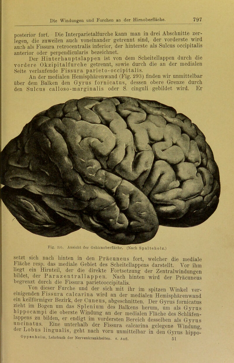 posterior fort. Die Interparietalfurche kann man in drei Abschnitte zer- legen, die zuweilen auch voneinander getrennt sind, der vorderste wird auch als Fissura retrocentralis inferior, der hinterste als Sulcus occipitalis anterior oder perpendicularis bezeichnet. Der Hinterhauptslappen ist von dem Scheitellappen durch die vordere Okzipitalfurche getrennt, sowie durch die an der medialen Seite verlaufende Fissura parieto-occipitaiis. An der medialen Hemisphärenwand (Fig. 293) finden wir unmittelbar über dem Balken den Gyrus fornicatus, dessen obere Grenze durch den Sulcus calloso-marginalis oder S. cinguli gebildet wird. Er FiR. 235. Ansicht der Geliiinoherfläclie. (Nach Spalteholz.) setzt sich nach hinten in den Präcuneus fort, welcher die mediale Fläche resp. das mediale Gebiet des Scheitellappens darstellt. Vor ihm liegt ein Hirnteil, der die direkte Fortsetzung der Zentralwindungen bildet, der Parazentrallappen. Nach hinten wird der Präcuneus begrenzt durch die Fissura parietooccipitalis. Von dieser Furche und der sich mit ihr im spitzen Winkel ver- einigenden Fissura calcarina wird an der medialen Hemisphärenwand ein keilförmiger Bezirk, der Cuneus, abgeschnitten. Der Gyrus fornicatus zieht im Bogen um das Spienium des Balkens herum, um als G}rrus hippocampi die oberste Windung an der medialen Fläche des Schläfen- lappens zu bilden, er endigt im vordersten Bereich desselben als Gyrus uncinatus. Eine unterhalb der Fissura calcarina gelegene Windung cei Eobus lingualis, geht nach vorn unmittelbar in den Gyrus hippo- Oppenheim, Lehrbuch der Nervenkrankheiten, o. Aufl. 51