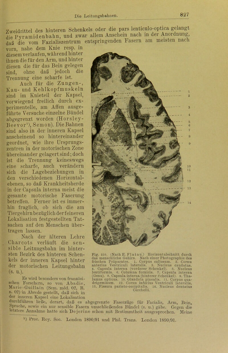 Zweidrittel des hinteren Schenkels oder die pars len ticulo-optica gelangt die Pyramidenbahn, und zwar allem Anschein nach m der Anordnung, daß die vom Fazialiszentrum entspringenden Fasern am meisten nach vorn, nahe dem Knie resp. in diesem verlaufen, während hinter ihnen die für den Arm. und hinter diesen die für das Bein gelegen sind, ohne daß jedoch die Trennung eine scharfe ist. Auch für die Zungen-, Kau- und Kehlkopfmuskeln sind im Knieteil der Kapsel, vorwiegend freilich durch ex- perimentelle, am Affen ausge- führte Versuche einzelne Bündel abgegrenzt worden (Horsley- Beevor1), Semon). DieBahnen sind also in der inneren Kapsel anscheinend so hintereinander geordnet, wie ihre Ursprungs- zentren in der motorischen Zone übereinander gelagert sind; doch ist die Trennung keineswegs eine scharfe, auch verändern sich die Lagebeziehungen in den verschiedenen Horizontal- ebenen, so daß Krankheitsherde in der Capsula interna meist die gesamte motorische Faserung betreffen. Ferner ist es immer- hin fraglich, ob sich die am Tiergehirn bezüglich der feineren Lokalisation festgestellten Tat- sachen auf den Menschen über- lassen. Nach der älteren Lehre Charcots verläuft die sen- sible Leitungsbahn im hinter- sten Bezirk des hinteren Schen- kels der inneren Kapsel hinter der motorischen Leitungsbahn (s. u.). Es wird besonders von französi- schen Forschern, so von Abadic, Marie-Guillain (Sem. med. 02, R. n. 02) in Abrede gestellt, daß sieh in der inneren Kapsel eine Lokalisation durchführen ließe, derart, daß es abgegrenzte Faserzüge für Facialis, Arm, Bein, Sprache, sowie ein nur sensible Fasern umschließendes Bündel (s. u.) gäbe. Gegen die letztere Annahme hatte sich Dejerine schon mit Bestimmtheit ausgesprochen. Meine tragen Fig. 3io. (Nach E. Flataii.) Horizontalschnitt durch das menschliche Gehirn. Nach einer Photographie des frischen Präparates. 1. Corpus callosum. 2. Cornu anterius Ventriculi lateralis. 3. Nueleus caudatus. r. Capsula interna (vorderer Schenkel). 6. Nueleus lentifonnis. 6. Columna fornicis. 7. Capsula interna (Genu). 8. Capsula interna (hinterer Schenkel), o. Tha- lamus opticus. 10. Glandula pinealis. il. Corpus qua- drigeminum. 12. Cornu inferius Ventriculi lateralis. 13. Fissura parieto-occipitalis. 14. Nueleus dentatus Cerehelli. 1) Froc. Roy. Soc. London 1890/91 und Phil. Trans. London 1890/91.