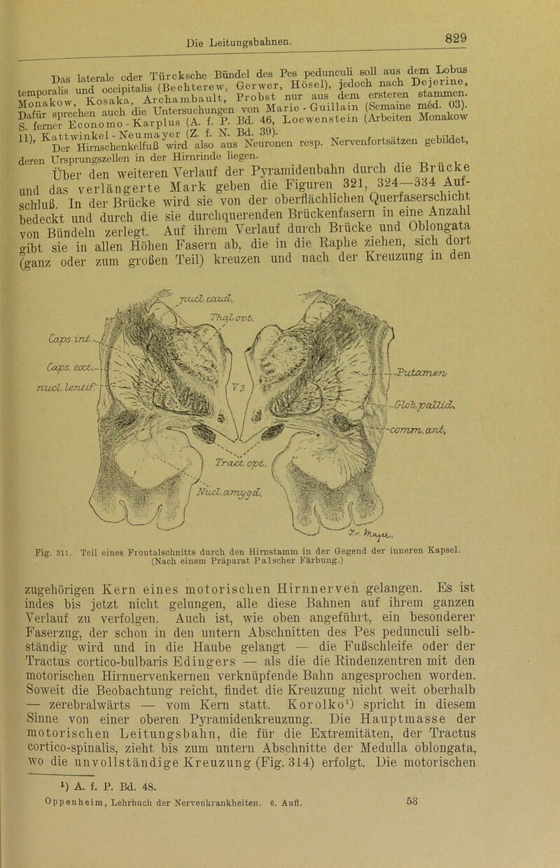 Dis laterale oder Türckscke Bündel des Pes pedunculi soll aus dem Lobus *» Marie • Guillain (Sem.to - W f feme? Economo - Karplus (A. f. P. Bd. 46, Loewenstein (Arbeiten Monakow ife— -p. Kerveniortaützen gebildet, deren UrsprungszeUen in der Hirnrmde hegen. Über den weiteren Verlauf der Pyramidenbalin durch die Brücke und das verlängerte Mark geben die Figuren 321 324-334 Auf- schluß In der Brücke wird sie von der oberflächlichen Queifaseischieb t bedeckt und durch die sie durchquerenden Brückenfasern m eine Anzahl von Bündeln zerlegt. Auf ihrem Verlauf durch Brücke und Oblongata gibt sie in allen Höhen Fasern ab, die in die Raplie ziehen, sich dort (ganz oder zum großen Teil) kreuzen und nach der Kreuzung m den Fig. 311. Vf. hx, Oj.lt,. Teil eines Frontalschnitts durch den Hirnstamm in der Gegend der inneren Kapsel. (Nach einem Präparat. Pal scher Färbung.) J?utOcnie?b ■Glob.paHid. ant. Caps int Caps. ecct. nad. l&ntif. zugehörigen Kern eines motorischen Hirnnerven gelangen. Es ist indes bis jetzt nicht gelungen, alle diese Bahnen auf ihrem ganzen Verlauf zu verfolgen. Auch ist, wie oben angeführt, ein besonderer Faserzug, der schon in den untern Abschnitten des Pes pedunculi selb- ständig wird und in die Haube gelangt — die Fußschleife oder der Tractus cortico-bulbaris Edingers — als die die Rindenzentren mit den motorischen Hirnnervenkernen verknüpfende Bahn angesprochen worden. Soweit die Beobachtung reicht, findet die Kreuzung nicht weit oberhalb — zerebralwärts — vom Kern statt. Korolko1) spricht in diesem Sinne von einer oberen Pyramidenkreuzung. Die Hauptmasse der motorischen Leitungsbahn, die für die Extremitäten, der Tractus cortico-spinalis, zieht bis zum untern Abschnitte der Medulla oblongata, wo die unvollständige Kreuzung (Fig. 314) erfolgt. Die motorischen l) A. f. p. Bd. 48. Oppenhe im, Lehrbuch der Nervenkrankheiten. 6. Aufl. 5o