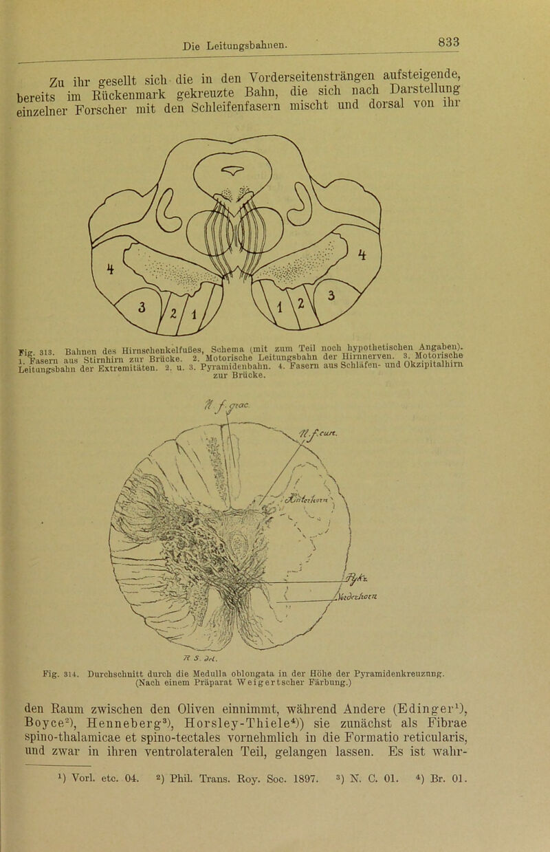 Zu ihr gesellt sich die in den Vorderseitensträngen aufsteigende, bereits im Rückenmark gekreuzte Bahn, die sich nach Darstellung einzelner Forscher mit den Schleifenfasern mischt und dorsal von lhi Fis 313 Bahnen des Hirnschenkelfußes, Schema (mit zum Teil noch hypothetischen Angaben). 1 'Fasern aus Stirnhirn zur Brücke. 2. Motorische Leitungsbahn der Hirnnerven. 3. Motorische LeUungsbabn der Extremitäten. 2. u. 3. Pyramidenbahn. 4. Fasern aus Schlafen- und Okzipitalhirn zur Brücke. 7? S. del. Fig. 314. Durchschnitt durch die Medulla oblongata in der Höhe der Pyramidenkreuznng. (Nach einem Präparat Weigertscher Färbung.) den Raum zwischen den Oliven einnimmt, während Andere (E ding er1), Boyce2), Henneberg3), Horsley-Thiele4)) sie zunächst als Fibrae spino-thalamicae et spino-tectales vornehmlich in die Formatio reticularis, und zwar in ihren ventrolateralen Teil, gelangen lassen. Es ist walir- !) Vorl. etc. 04. 2) Phil. Trans. Roy. Soc. 1897. ») N. C. 01. *) Br. 01.
