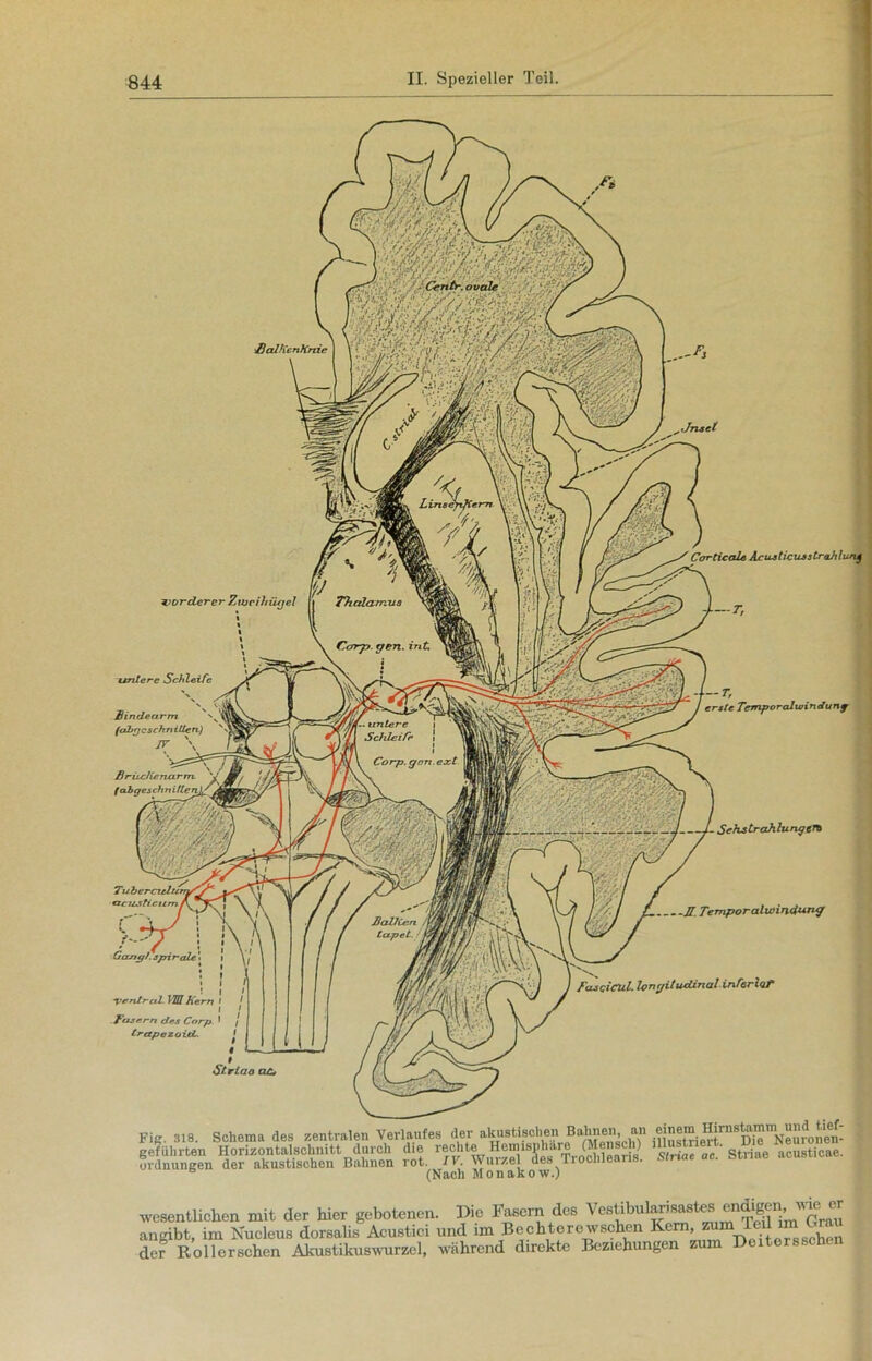 ^Jnset vorderer Ziucihügel iuntere Schleife Bindearm (abrjc schnitten) JV \ Corticale AcusticusstraJdun^ -T, — T, erste Temporadtvindunf ventral. MH Kern fasern des Corp trapez.oicL. J 1. Sehstrahlungttt H. Temporalivinciungr fascicul. fonc/itudinal inferior Striaa ac, Fig. 318. Schema des zentralen Verlaufes der akustischen Bahnen, an einem ^rns^mm und t geführten Horizontalschnitt durch die rechte Hemisphäre (Mens*) »“e«' g “ „c^ticae. Ordnungen der akustischen Bahnen rot. IV Würze des Troclileans. Strtae ac. ötuae ac b (Nach Monakow.) wesentlichen mit der hier gebotenen. Die Fasern des Vcstibul^isaates * angibt, im Nucleus dorsalis Acustici und im Bechterewschen Kern, lc.lJ der Rollerschen Akustikuswurzel, während direkte Beziehungen zum Deitersschen