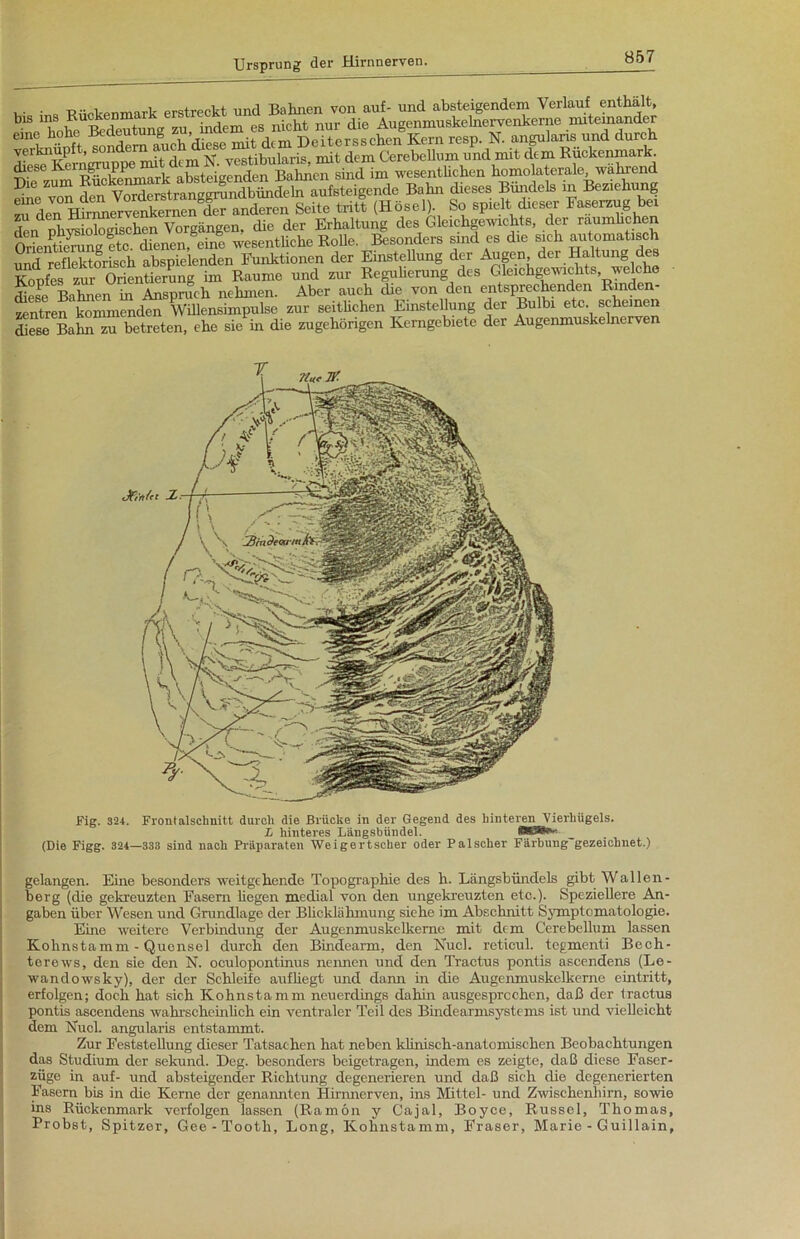 . . . a R;;pupnmark erstreckt und Bahnen von auf- und absteigendem Verlauf enthalt, bis ins EuckenmarK ernrec» Augenmuskelnervenkerne mitemander eine hohe Bedeutung mdem es‘ ^ DeHersschen Kern resp. N. angularis und durch und reflektorisch abspielenden Funktionen der Einstellung der Augen, der Haltung des Kopfes zur- Orientierung im Raume und zur Regulierung des Gleichgewichts welche düese Bahnen in Anspruch nehmen. Aber auch eUe von den entsprechenden Rmden- Sren kommenden Willensimpulse zur seitlichen Einstellung der Bulbi etc scheinen diese Baki zu betreten, ehe sie in die zugehörigen Kerngebiete der Augenmuskelnerven Fig. 324. Front alschnitt durch die Brücke in der Gegend des hinteren Vierhügels. L hinteres Längsbündel. Ö**<v‘ (Die Figg. 324—338 sind nach Präparaten Weigertscher oder Palscher Färbung gezeichnet.) gelangen. Eine besonders weitgehende Topographie des li. Längsbündels gibt Wallen- berg (die gekreuzten Fasern hegen medial von den ungekreuzten etc.). Speziellere An- gaben über Wesen und Grundlage der Blicklähmung siehe im Abschnitt Symptomatologie. Eine weitere Verbindung der Augenmuskelkerne mit dem Cerebellum lassen Kohnstamm - Quensel durch den Bindearm, den Nucl. reticul. tegmenti Bech- terews, den sie den N. oculopontinus nennen und den Tractus pontis ascendens (Le- wandowsky), der der Schleife aufhegt und dann in die Augenmuskelkerne eintritt, erfolgen; doch hat sich Kohnstamm neuerdings dahin ausgesprochen, daß der tractus pontis ascendens wahrscheinlich ein ventraler Teil des Bindearmsystems ist und vielleicht dem Nucl. angularis entstammt. Zur Feststellung dieser Tatsachen hat neben klinisch-anatomischen Beobachtungen das Studium der sekuncl. Deg. besonders beigetragen, indem es zeigte, daß diese Faser- züge in auf- und absteigender Richtung degenerieren und daß sich die degenerierten Fasern bis in die Kerne der genannten Hirnnerven, ins Mittel- und Zwischenhirn, sowie ins Rückenmark verfolgen lassen (Ramon y Cajal, Boyce, Rüssel, Thomas, Probst, Spitzer, Gee - Tooth, Long, Kohnstamm, Fraser, Marie - Guillain,