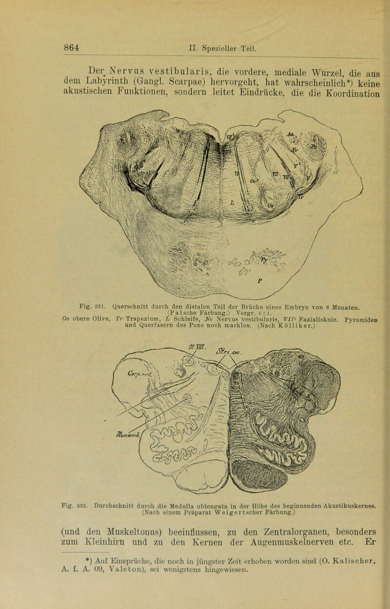 Der Nervus vestibularis, die vordere, mediale Wurzel, die aus dem Labyrinth (Gangl. Scarpae) hervorgebt, hat wahrscheinlich*) keine akustischen Funktionen, sondern leitet Eindrücke, die die Koordination Fig. 331. Querschnitt durch den distalen Teil der Brücke eines Embryo von 8 Monaten. (Palsche Färbung.) Vergr. b:i. Oo obere Olive, Tr Trapezium, L Schleife, Nv Nervus vestibularis, VII1 Fazialisknie. Pyramiden und Querfasern des Pons noch marklos. (Nach Kölliker.) Fig. 332. Durchschnitt durch die Medulla oblongata in der Höhe des beginnenden Akustikuskernes. (Nach einem Präparat Weigertscher Färbung.) (und den Muskeltonus) beeinflussen, zu den Zentralorganen, besonders zum Kleinhirn und zu den Kernen der Augenmuskelnerven etc. Er *) Auf Einsprüche, die noch in jüngster Zeit erhoben worden sind (O. Kalischer, A. f. A. 09, Valeton), sei wenigstens hingewiesen.