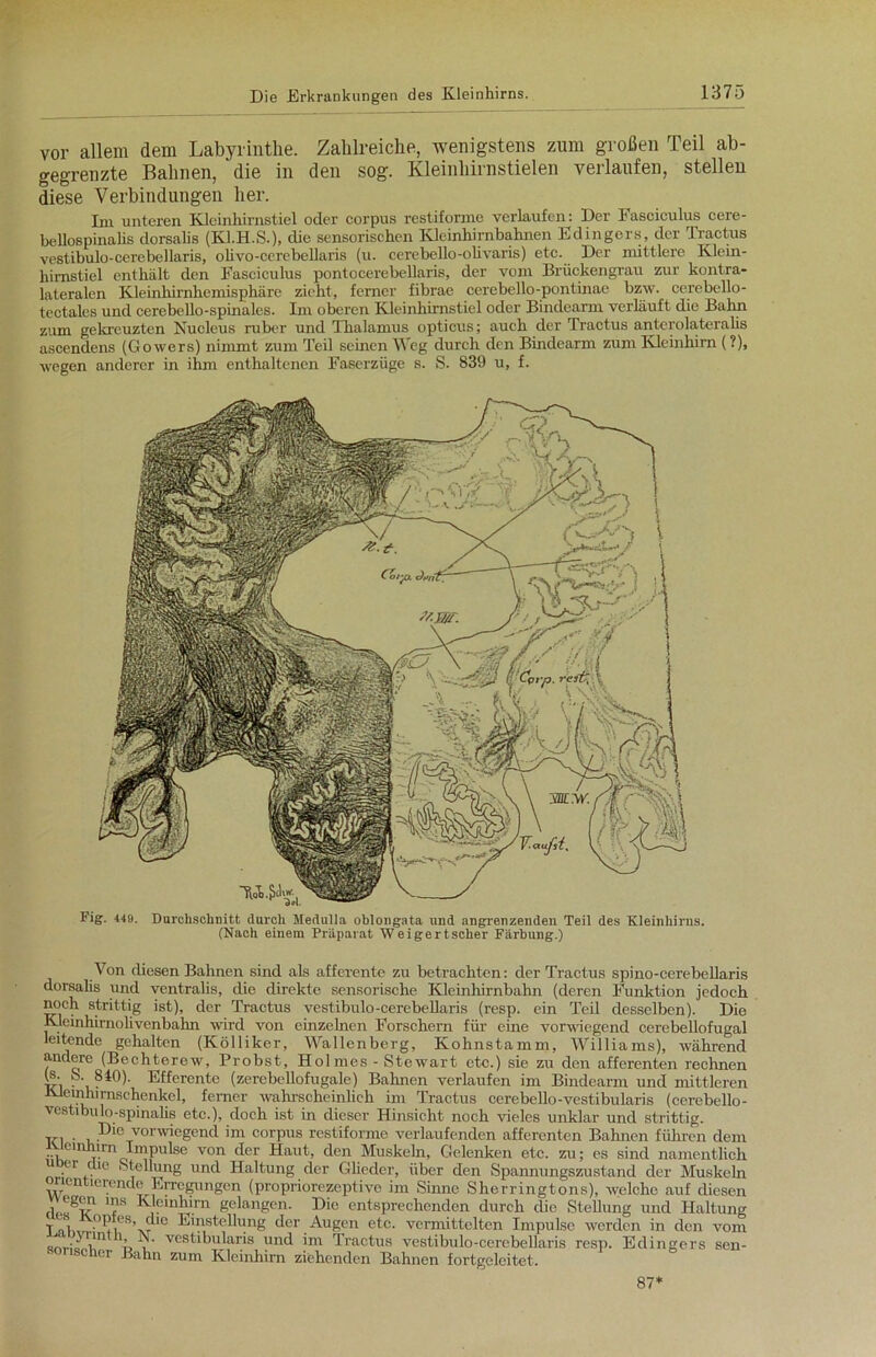 vor allem dem Labyrinthe. Zahlreiche, wenigstens zum großen Teil ab- gegrenzte Bahnen, die in den sog. Kleinhirnstielen verlaufen, stellen diese Verbindungen her. Im unteren Kleinhirnstiel oder corpus restiforme verlaufen: Der Faseiculus cere- bellospinalis dorsalis (Kl.H.S.), die sensorischen Kleinhirnbahnen Edingers, der Tractus vestibulo-cerebellaris, ohvo-cerebellaris (u. cerebello-ohvaris) etc. Der mittlere Klein- himstiel enthält den Faseiculus pontocerebellaris, der vom Brückengrau zur kontra- lateralen Kleinhirnhemisphäre zieht, ferner fibrae cerebello-pontinae bzw. cerebello- tectalcs und cerebello-spinales. Im oberen Kleinhirnstiel oder Bindearm verläuft die Bahn zum gekreuzten Nucleus ruber und Thalamus opticus; auch der Tractus anterolateralis ascendens (Gowers) nimmt zum Teil seinen Weg durch den Bindearm zum Kleinhirn (?), wegen anderer in ihm enthaltenen Faserzüge s. S. 839 u, f. Von diesen Bahnen sind als afferente zu betrachten: der Tractus spino-cerebellaris dorsalis und ventralis, die direkte sensorische Kleinhirnbahn (deren Funktion jedoch noch strittig ist), der Tractus vestibulo-cerebellaris (resp. ein Teil desselben). Die Kleinhirnolivenbahn wird von einzelnen Forschern für eine vorwiegend cerebellofugal leitende gehalten (Kölliker, Wallenberg, Kohnstamm, Williams), während andere (Bechterew, Probst, Holmes - Stewart etc.) sie zu den afferenten rechnen 1*' . 8B)). Efferente (zerebellofugale) Bahnen verlaufen im Bindearm und mittleren tvlemhimschenkel, ferner wahrscheinlich im Tractus cerebello-vestibularis (cerebello- vestibulo-spinalis etc.), doch ist in dieser Hinsicht noch vieles unklar und strittig. Tc. . Die vorwiegend im corpus restiforme verlaufenden afferenten Bahnen führen dem Kleinhirn Impulse von der Haut, den Muskeln, Gelenken etc. zu; es sind namentlich u er die Stellung und Haltung der Glieder, über den Spannungszustand der Muskeln orientierende Erregungen (propriorezeptive im Sinne Sherringtons), welche auf diesen vvegen ins Kleinhirn gelangen. Die entsprechenden durch die Stellung und Haltung T ili,r •°^i?S’tvt ° Einstellung der Augen etc. vermittelten Impulse werden in den vom . 7n T , vestibularis und im Tractus vestibulo-cerebellaris resp. Edingers sen- sorischer Bahn zum Kleinhirn ziehenden Bahnen fortgeleitet. 87*