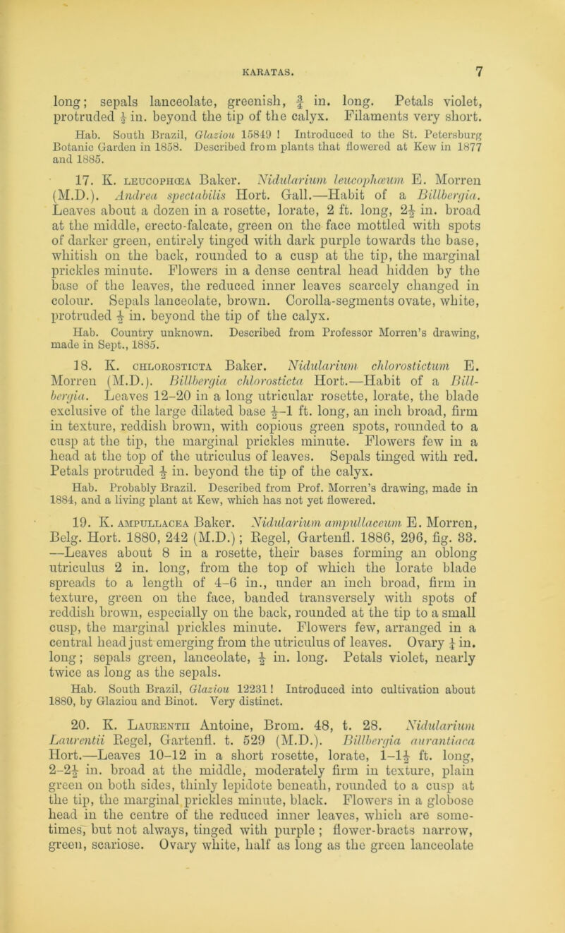 long; sepals lanceolate, greenish, f in. long. Petals violet, protruded ^ in. beyond the tip of the calyx. Filaments very short. Hab. South Brazil, Glaziou 15849 ! Introduced to the St. Petersburg Botanic Garden in 1858. Described from irlants that flowered at Kew in 1877 and 1885. 17. K. LEUCOPHCEA Balvcr. Nulularium leucophcciim E. Morren (M.D.). Andrea spectabUis Ilort. Gall.—Habit of a Billber<jia. Leaves about a dozen in a rosette, lorate, 2 ft. long, 2|- in. broad at the middle, erecto-falcate, green on the face mottled with spots of darker green, entirely tinged with dark purple towards the base, whitish on the back, rounded to a cusp at the tip, the marginal prickles minute. Flowers in a dense central head hidden by the base of the leaves, the reduced inner leaves scarcely changed in colour. Sepals lanceolate, brown. Corolla-segments ovate, white, protruded ^ in. beyond the tip of the calyx. Hab. Country unknown. Described from Professor Morren’s drawing, made in Sept., 1885. 18. K. CHLOROSTicTA Bakci*. Nidularium chlorostictimi E. Morren (M.D.). Billberfjia chlorosticta Ilort.—Habit of a Bill- benjia. Leaves 12-20 in a long utricular rosette, lorate, the blade exclusive of the large dilated base ^-1 ft. long, an inch broad, firm in texture, reddish brown, with copious green spots, rounded to a cusp at the tip, the marginal prickles minute. Flowers few in a head at the top of the utriculus of leaves. Sepals tinged with red. Petals protruded in. beyond the tip of the calyx. Hab. Probably Brazil. Described from Prof. Morren’s drawing, made in 1884, and a living plant at Kew, which has not yet flowered. 19. K. AMPULLACEA Bakcp. Nkhdarium ampuUaceum E. Morren, Belg. Hort. 1880, 242 (M.D.); Regel, Gartenfl. 188G, 296, fig. 33. —Leaves about 8 in a rosette, their bases forming an oblong utriculus 2 in. long, from the top of which the lorate blade spreads to a length of 4-6 in., under an inch broad, firm in texture, green on the face, banded transversely with spots of reddish brown, especially on the back, rounded at the tip to a small cusp, the marginal prickles minute. Flowers few, arranged in a central head just emerging from the utriculus of leaves. Ovary in. long; sepals green, lanceolate, in. long. Petals violet, nearly twice as long as the sepals. Hab. South Brazil, Glaziou 122311 Introduced into cultivation about 1880, by Glaziou and Binot. Very distinct. 20. K. Laurentii Antoine, Brom. 48, t. 28. Nidularium Launmtii Regel, Gartenfl. t. 529 (M.D.). BiUbertjia nnrantiaca Hort.—Leaves 10-12 in a short rosette, lorate, 1-li ft. long, 2-2i in. broad at the middle, moderately firm in texture, plain green on both sides, thinly lepidote beneath, rounded to a cusp at the tip, the marginal prickles minute, black. Flowers in a globose head in the centre of the reduced inner leaves, which are some- times7 but not always, tinged with purple ; flower-bracts narrow, green, scariose. Ovary white, half as long as the green lanceolate