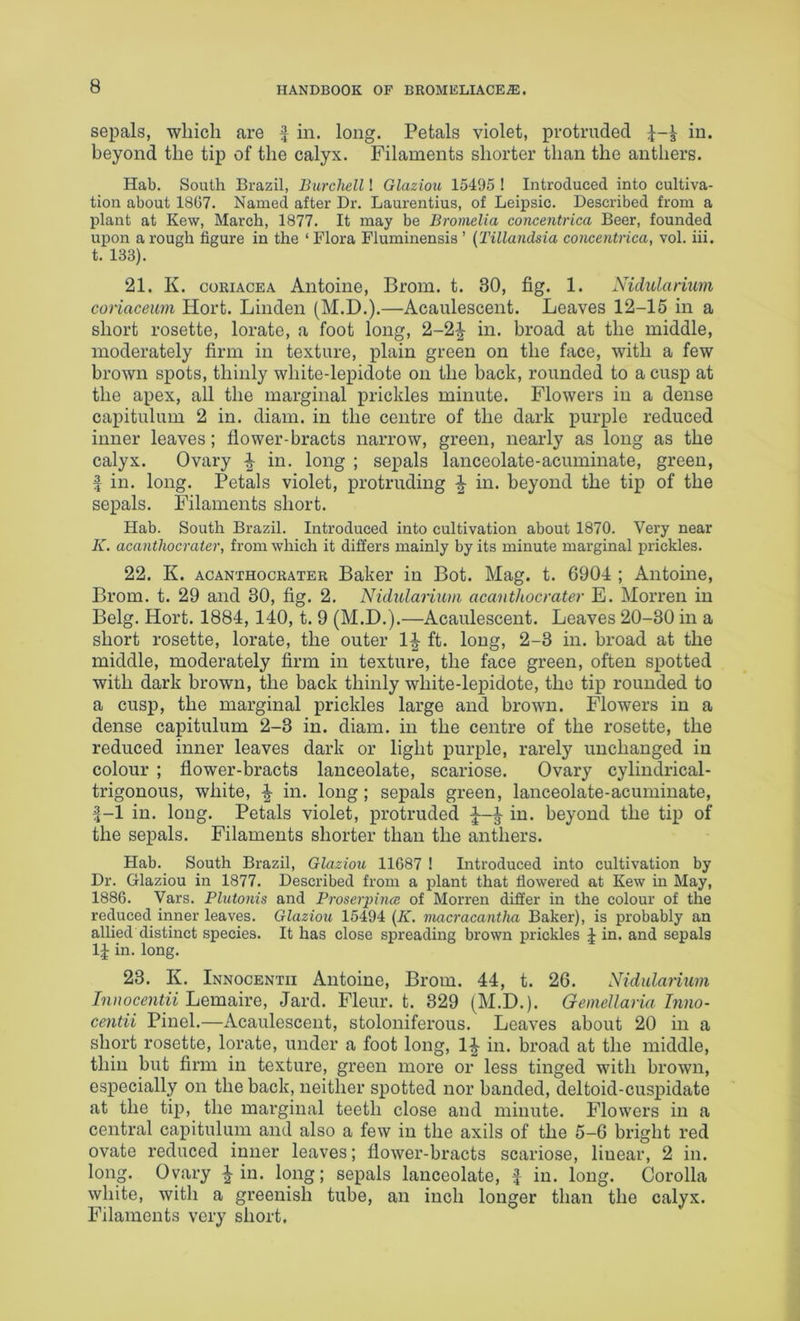 sepals, which are ^ in. long. Petals violet, protruded in. beyond the tip of the calyx. Filaments shorter than the anthers. Hab. South Brazil, Burchell! Glaziou 15495 I Introduced into cultiva- tion about 1807. Named after Dr. Laurentius, of Leipsic. Described from a plant at Kew, March, 1877. It may be Bromelia concentrica Beer, founded upon a rough figure in the ‘Flora Fluminensis ’ {Tillandsia concentrica, vol. iii. t. 133). 21. K. coRiACEA Antoine, Brom. t. 30, fig. 1. Nidularium conaceum Hort. Linden (M.D.).—Acaiilescent. Leaves 12-15 in a short rosette, lorate, a foot long, 2-2^ in. broad at the middle, moderately firm in texture, plain green on the face, with a few brown spots, thinly white-lepidote on the back, rounded to a cusp at the apex, all the marginal prickles minute. Flowers in a dense capitulum 2 in. diam. in the centre of the dark purple reduced inner leaves; flower-bracts narrow, green, nearly as long as the calyx. Ovary J in. long ; sepals lanceolate-acuminate, green, i in. long. Petals violet, protruding ^ in. beyond the tip of the sepals. Filaments short. Hab. South Brazil. Introduced into cultivation about 1870. Very near K. acanthocrater, from which it differs mainly by its minute marginal prickles. 22. K. ACANTHocRATER Baker in Bot. Mag. t. 6904 ; Antoine, Brom. t. 29 and 30, fig. 2. Nidularium acanthocrater E. Morren in Belg. Hort. 1884, 140, t. 9 (M.I).).—Acaulescent. Leaves 20-30 in a short rosette, lorate, the outer If ft. long, 2-3 in. broad at the middle, moderately firm in texture, the face green, often spotted with dark brown, the back thinly white-lepidote, the tip rounded to a cusp, the marginal prickles large and brown. Flowers in a dense capitulum 2-3 in. diam. in the centre of the rosette, the reduced inner leaves dark or light purple, rarely unchanged in colour ; flower-bracts lanceolate, scariose. Ovary cylindrical- trigonous, white, f in. long; sepals green, lanceolate-acuminate, ^-1 in. long. Petals violet, protruded f-f in. beyond the tip of the sepals. Filaments shorter than the anthers. Hab. South Brazil, Glaziou 11687 ! Introduced into cultivation by Dr. Glaziou in 1877. Described from a plant that flowered at Kew in May, 1886. Vars. Plutonis and Proserjnnce of Morren differ in the colour of the reduced inner leaves. Glaziou 15494 [K, macracantha Baker), is probably an allied distinct species. It has close spreading brown prickles f in. and sepals If in. long. 23. K. Innocentii Antoine, Brom. 44, t. 26. Nidularium Iniwcentii hemsiive, Jard. Fleur, t. 329 (M.D.). Gemellaria Inno- centii Pinel.—Acaulescent, stoloniferous. Leaves about 20 in a short rosette, lorate, under a foot long. If in. broad at the middle, thin but Arm in texture, green more or less tinged with brown, especially on the back, neither spotted nor banded, deltoid-cuspidate at the tip, the marginal teeth close and minute. Flowers in a central capitulum and also a few in the axils of the 5-6 bright red ovate reduced inner leaves; flower-bracts scariose, linear, 2 in. long. Ovary fin. long; sepals lanceolate, f in. long. Corolla white, with a greenish tube, an inch longer than the calyx. Filaments very short.