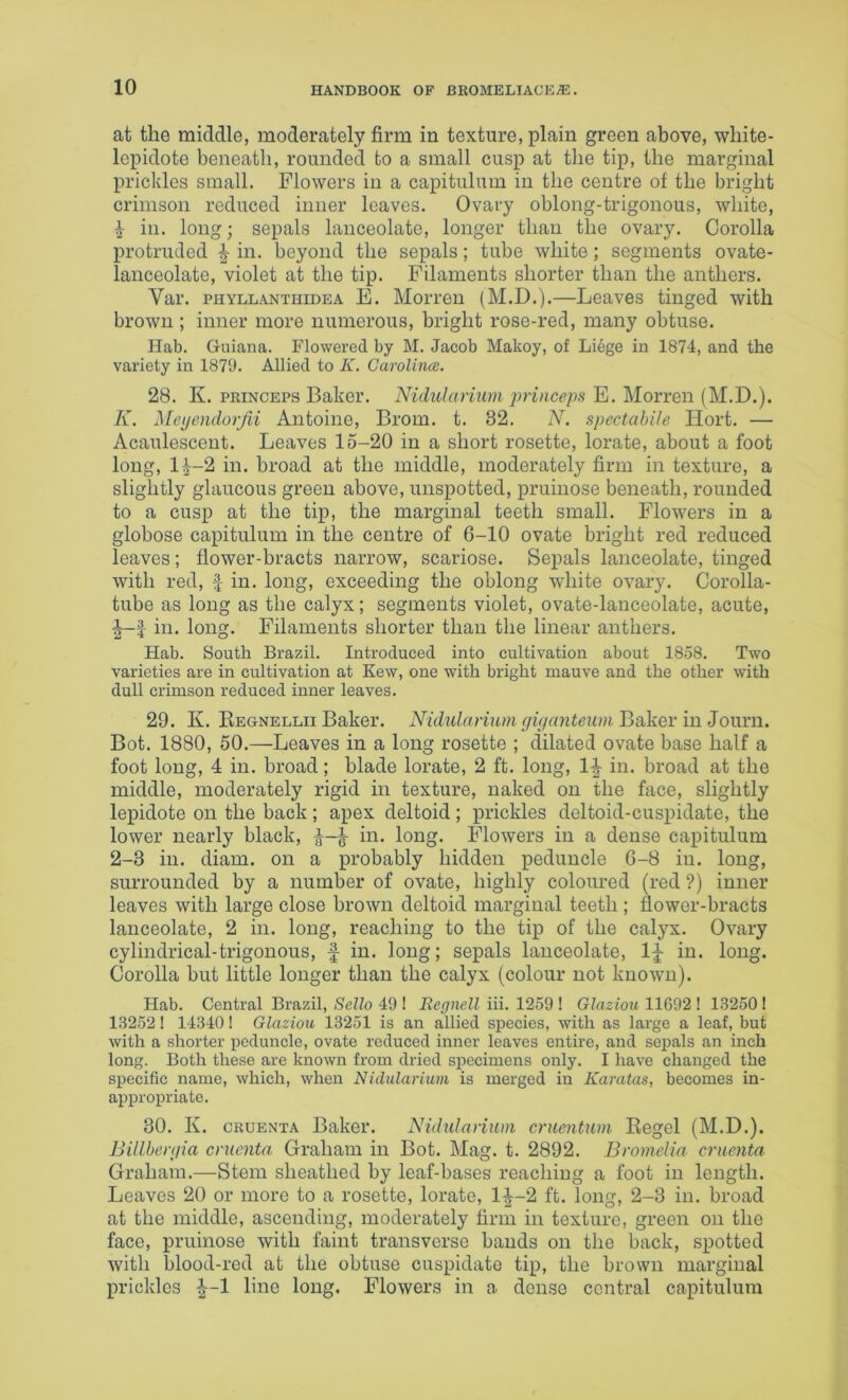 at the middle, moderately firm in texture, plain green above, wliite- lepidote beneath, rounded to a small cusp at the tip, the marginal prickles small. Flowers in a capitulum in the centre of the bright crimson reduced inner leaves. Ovary oblong-trigonous, white, ^ in. long; sepals lanceolate, longer than the ovary. Corolla protruded ^ in. beyond the sepals; tube white; segments ovate- lanceolate, violet at the tip. Filaments shorter than the anthers. Var. PHYLLANTHiDEA E. MoiTen (M.D.).—Leaves tinged with brown ; inner more numerous, bright rose-red, many obtuse. Hab. Guiana. Flowered by M. Jacob Makoy, of Liege in 1874, and the variety in 1879. Allied to K. Garolince. 28. K. PRiNCEPS Baker. Nidularmm jmnceps E. Morren (M.D.). K. MetjendorJii Antoine, Brom. t. 32. N. spectahile Hort. — Acaulescent. Leaves 15-20 in a short rosette, lorate, about a foot long, 1^-2 in. broad at the middle, moderately firm in texture, a slightly glaucous green above, unspotted, pruinose beneath, rounded to a cusp at the tip, the marginal teeth small. Flowers in a globose capitulum in the centre of 6-10 ovate bright red reduced leaves; flower-bracts narrow, scariose. Sepals lanceolate, tinged with red, f in. long, exceeding the oblong white ovary. Corolla- tube as long as the calyx; segments violet, ovate-lanceolate, acute, ■|-J in. long. Filaments shorter than the linear anthers. Hab. South Brazil. Introduced into cultivation about 1858. Two varieties are in cultivation at Kew, one with bright mauve and the other with dull crimson reduced inner leaves. 29. K. Eegnellii Baker. NidiUannin gu/cmteiim Baker in Jonvn. Bot. 1880, 50.—Leaves in a long rosette ; dilated ovate base half a foot long, 4 in. broad; blade lorate, 2 ft. long, 1-| in. broad at the middle, moderately rigid in texture, naked on the face, slightly lepidote on the back ; apex deltoid ; prickles deltoid-cuspidate, the lower nearly black, in. long. Flowers in a dense capitulum 2-3 in. diam. on a probably hidden peduncle 6-8 in. long, surrounded by a number of ovate, highly coloured (red ?) inner leaves with large close brown deltoid marginal teeth ; flower-bracts lanceolate, 2 in. long, reaching to the tip of the calyx. Ovary cylindrical-trigonous, f in. long; sepals lanceolate, IJ in. long. Corolla but little longer than the calyx (colour not known). Hab. Central Brazil, Sello 49 ! Repnell iii. 1259 ! Olaziou 11692 ! 1.32501 13252! 14340 1 Glaziou 13251 is an allied species, with as large a leaf, but with a shorter peduncle, ovate reduced inner leaves entire, and sepals an inch long. Both these are known from dried specimens only. I have changed the specific name, which, when Nidularium is merged in Karatas, becomes in- appropriate. 30. K. CRUENTA Baker. Nidulonum cruentum Kegel (M.D.). Billherpia cnienta Graham in Bot. Mag. t. 2892. BromeUa craenta Graham.—Stem sheathed by leaf-bases reaching a foot in length. Leaves 20 or more to a rosette, lorate, 1^-2 ft. long, 2-3 in. broad at the middle, ascending, moderately firm in texture, green on the face, pruinose with faint transverse bauds on the back, spotted with blood-red at the obtuse cuspidate tip, the brown marginal prickles ^-1 line long. Flowers in a dense central capitulum