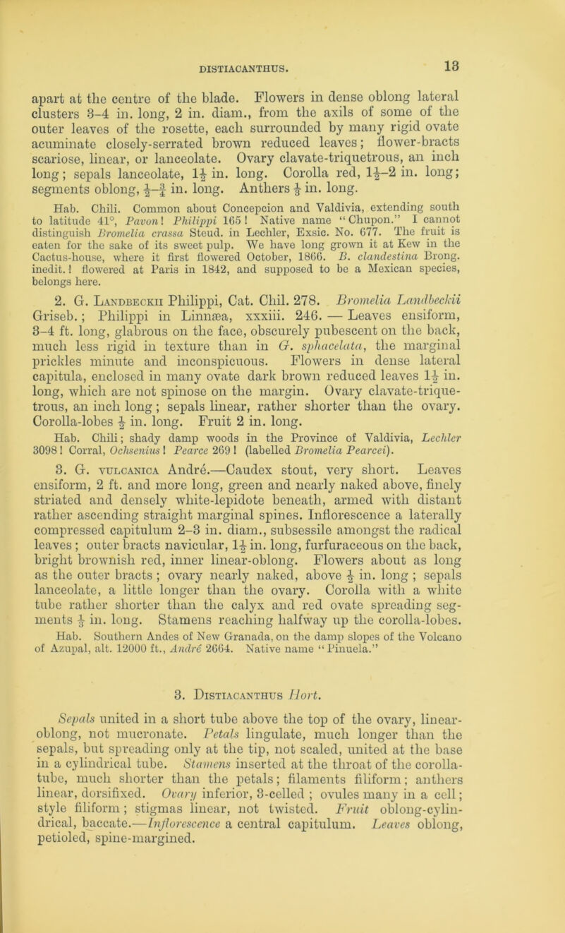 DISTIACANTHUS. apart at the centre of the blade. Flowers in dense oblong lateral clusters 3-4 in. long, 2 in. diain., from the axils of some ot the outer leaves of the rosette, each surrounded by many rigid ovate acuminate closely-serrated brown reduced leaves; flower-bracts scariose, linear, or lanceolate. Ovary clavate-triquetrous, an inch long; sepals lanceolate, 1^ in. long. Corolla red, li-2 in. long; segments oblong, | in. long. Anthers ^ in. long. Hab. Chili. Common about Concepcion and Valdivia, extending south to latitude 41°, Pavonl Philippi 165! Native name “ Chupon.” I cannot distinguish P>romelia crassa Steud. in Lechler, Exsic. No. 677. The fruit is eaten for the sake of its sweet pulp. We have long grown it at Kew in the Cactus-house, where it first flowered October, 1866. B. clandestina Brong. inedit.! flowered at Paris in 1842, and supposed to be a Mexican species, belongs here. 2. G. Landbeckii Philippi, Cat. Chil. 278. Bromelia Landheckii Griseb.; Philippi in Linnaea, xxxiii. 24G. — Leaves ensiform, 3-4 ft. long, glabrous on the face, obscurely pubescent on the back, much less rigid in texture than in G. sphacelata, the marginal prickles minute and inconspicuous. Flowers in dense lateral capitula, enclosed in many ovate dark brown reduced leaves in. long, which are not spinose on the margin. Ovary clavate-trique- trous, an inch long; sepals linear, rather shorter than the ovary. Corolla-lobes ^ in. long. Fruit 2 in. long. Hab. Chili; shady damp woods in the Province of Valdivia, Lechlcr 3098! Corral, Oc7(seru'iis ! Pearce 269 I (labelled Promeh’a Pearcet). 3. G. vuLCANicA Andre.—Caudex stout, very short. Leaves ensiform, 2 ft. and more long, green and nearly naked above, finely striated and densely white-lepidote beneath, armed with distant rather ascending straight marginal spines. Inflorescence a laterally compressed capitulum 2-3 in. diam., subsessile amongst the radical leaves; outer bracts navicular, 1^ in. long, furfuraceous on the back, bright brownish red, inner linear-oblong. Flowers about as long as the outer bracts ; ovary nearly naked, above ^ in. long ; sepals lanceolate, a little longer than the ovary. Corolla with a white tube rather shorter than the calyx and red ovate spreading seg- ments ^ in. long. Stamens reaching halfway up the corolla-lobes. Hab. Southern Andes of New Granada, on the damp slopes of the Volcano of Azupal, alt. 12000 ft., Andre 2664. Native name “Pinuela.” 3. Distiacanthus ilort. Sepals united in a short tube above the top of the ovary, linear- oblong, not mucronate. Petals lingulate, much longer than the sepals, but spreading only at the tip, not scaled, united at the base in a cylindrical tube. Stanicns inserted at the throat of the corolla- tube, much shorter than the petals; filaments filiform; anthers linear, dorsifixed. Ovary inferior, 3-celled ; ovules many in a cell; style filiform ; stigmas linear, not twisted. Fruit oblong-cylin- drical, baccate.—Injlorescence a central capitulum. Leaves oblong, petioled, spine-margined.
