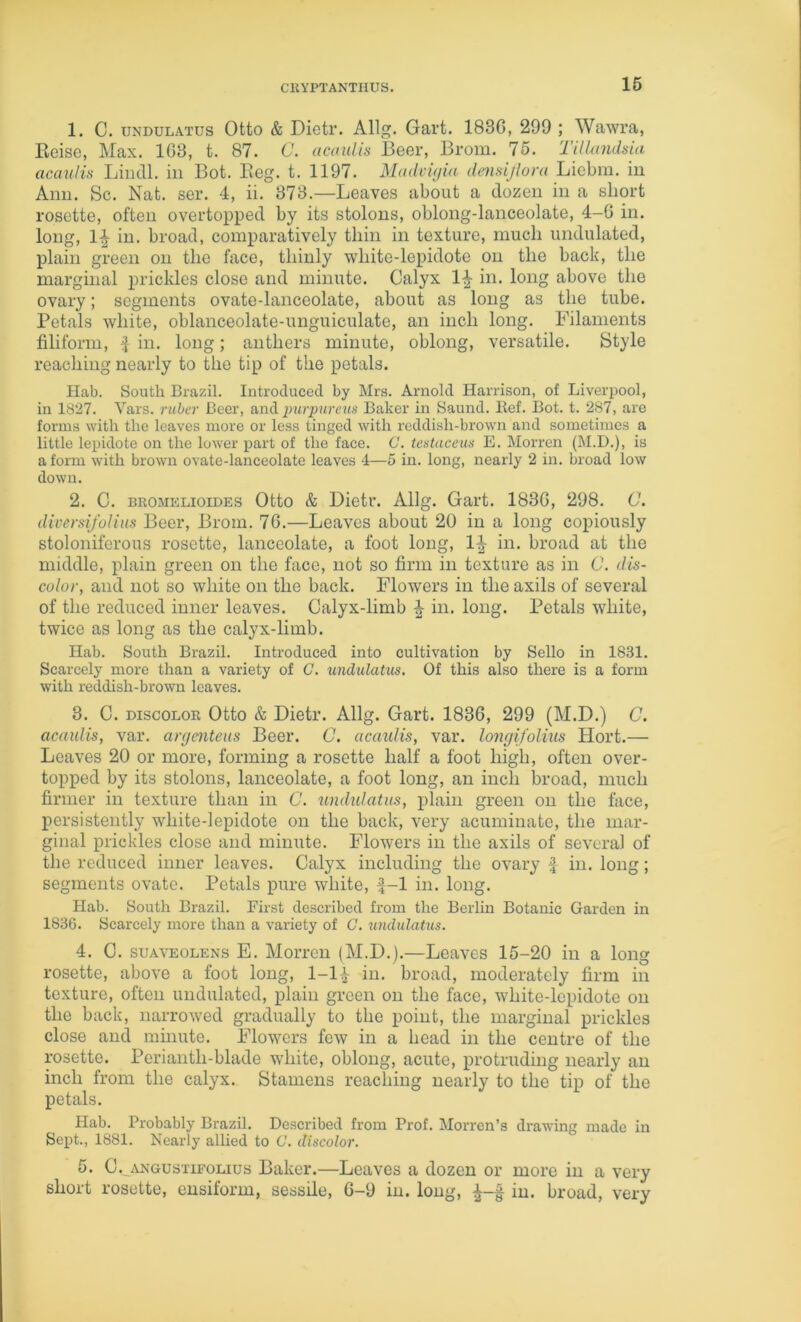 16 1. C. UNDULATUS Otto & Dietr. Allg. Gart. 1830, 299 ; Wawra, Eeise, Max. 103, t. 87. C. acaulis Beer, Brom. 76. Tilhindsia acaulis Lindl. in Bot. Pieg. t. 1197. Madcvjia densijlora Liebra. in Ann. Sc. Nat. ser. 4, ii. 373.—Leaves about a dozen in a short rosette, often overtopped by its stolons, oblong-lanceolate, 4-0 in. long, 1^ in. broad, comparatively thin in texture, much undulated, plain green on the face, thinly white-lepidote on the back, the marginal prickles close and minute. Calyx 1^ in. long above the ovary; segments ovate-lanceolate, about as long as the tube. Petals white, oblanceolate-unguiculate, an inch long. Filaments filiform, ^ in. long; anthers minute, oblong, versatile. Style reaching nearly to the tip of the petals. Hab. South Brazil. Introduced by Mrs. Arnold Harrison, of Liverpool, in 1827. Vars. rubei' Beer, and^jur^i/reuA' Baker in Saund. Ref. Bot. t. 287, are forms with the leaves more or less tinged with reddish-brown and sometimes a little lepidote on the lower part of the face. C. testaceus E. Morren (M.D.), is a form with brown ovate-lanceolate leaves 4—5 in. long, nearly 2 in. broad low down. 2. C. BROMELioiDES Otto & Dictf. Allg. Gart. 183G, 298. C. diverdj'ulius Beer, Brom. 76.—Leaves about 20 in a long copiously stoloniferous rosette, lanceolate, a foot long, IJ in. broad at the middle, plain green on the face, not so firm in texture as in C. dis- color, and not so white on the back. Flowers in the axils of several of the reduced inner leaves. Calyx-limb ^ in. long. Petals white, twice as long as the calyx-limb. Hab. South Brazil. Introduced into cultivation by Sello in 1831. Scarcely more than a variety of G. undidatus. Of this also there is a form with reddish-brown leaves. 3. C. DISCOLOR Otto & Dietr. Allg. Gart. 1836, 299 (M.D.) C. acaulis, var. artjenteus Beer. C. acaidis, var. longifoliiis Hort.— Leaves 20 or more, forming a rosette half a foot high, often over- topped by its stolons, lanceolate, a foot long, an inch broad, much firmer in texture than in C. undidatus, plain green on the face, persistently white-lepidote on the back, very acuminate, the mar- ginal prickles close and minute. Flowers in the axils of several of the reduced inner leaves. Calyx including the ovary f in. long; segments ovate. Petals pure white, f-1 in. long. Hab. South Brazil. First described from the Berlin Botanic Garden in 1836. Scarcely more than a variety of C. undidatus. 4. C. suA\-EOLENs E. MoiTeii (M.D.).—Leaves 15-20 in a long rosette, above a foot long, 1-1^ in. broad, moderately firm in texture, often undulated, plain green on the face, white-lepidote on the back, narrowed gradually to the point, the marginal prickles close and minute. Flowers few in a head in the centre of the rosette. Perianth-blade white, oblong, acute, protruding nearly an inch from the calyx. Stamens reaching nearly to the tip of the petals. Hab. Probably Brazil. Described from Prof. Morren’s drawing made in Sept., 1881. Nearly allied to C. discolor. 5. C.^ANGusTiFOLius Baker.—Leaves a dozen or more in a very short rosette, ensiform, sessile, 6-9 in. long, in. broad, very