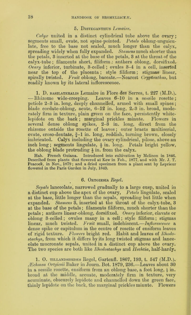 5. Disteganthus Lemaire. Cdhjx united in a distinct cylindrical tube above the ovaiy; segments small, ovate, not spine-pointed. Petals oblong-unguicu- late, free to the base not scaled, much longer than the calyx, spreading widely when fully expanded. Stame^is nmch shorter than the petals, 8 inserted at the base of the petals, 3 at the throat of the calyx-tube; filaments short, filiform; anthers oblong, dorsifixed. Ovary inferior, turbinate, 3-celled ; ovules 3-4 in a cell, inserted near the top of the placenta; style filiform; stigmas linear, spirally twisted. Fruit oblong, baccate.—Nearest Cryptanthus, but readily known by its lateral inflorescence. 1. D. basilateralis Lemaire in Flore des Serres, t. 227 (M.D.). — lihizome wide-creeping. Leaves 6-10 in a sessile rosette; petiole 2-3 in. long, deeply channelled, armed with small spines; blade cordate-oblong, acute, 6-12 in. long, 2i-3 in. broad, mode- rately firm in texture, plain green on the face, persistently white- lepidote on the back ; marginal prickles minute. Flowers in several dense oblong spikes, 2-3 in. long, direct from the rhizome outside the rosette of leaves; outer bracts multiserial, ovate, eroso-dentate, f-1 in. long, reddish, turning brown, closely imbricated. Calyx including the ovary cylindrical, pilose, above an inch long; segments Ungulate, ^ in. long. Petals bright yellow, the oblong blade protruding ^ in. from the calyx. Hab. French Guiana. Introduced into cultivation by Melinon in 184G. Described from plants that flowered at Kew in Feb., 1877, and with Mr. J. T. Peacock, in Nov., 1879; and a dried specimen from a plant sent by Leprieur flowered in the Paris Garden in July, 1849. 6. Ortgiesia Regel, Sepals lanceolate, narrowed gradually to a large cusp, united in a distinct cup above the apex of the ovary, Petals Ungulate, scaled at the base, little longer than the sepals, spreading but little when expanded. Stamem 8, inserted at the throat of the calyx-tube, 3 at the base of the petals; filaments filiform, much shorter than the petals ; anthers linear-oblong, dorsifixed. Ovary inferior, clavate or oblong 8-celled; ovules many in a cell; style filiform; stigmas linear, much twisted. Fruit small, indehiscent.—Influresceucc a dense spike or capitulum in the centre of rosette of ensiform leaves of rigid texture. Flowers bright red. Habit and leaves of Rhoilo- stachys, from which it differs by its long twisted stigmas and lance- olate mucronate sepals, united in a distinct cup above the ovary. The two species are both like Rhodostachys and Uechtia, half-hardy. 1. 0. tillandsioides Regel, Gartenfl. 1867, 193, t. 547 (M.D.). JEchmea Ortyiesii Baker in Journ. Bot. 1879, 236.—Leaves about 30 in a sessile rosette, ensiform from an oblong base, a foot long, ^ in. broad at the middle, arcuate, moderately firm in texture, very acuminate, obscurely lepidotc and channelled down the green face, thinly lepidote on the back, the marginal prickles minute. Flowers